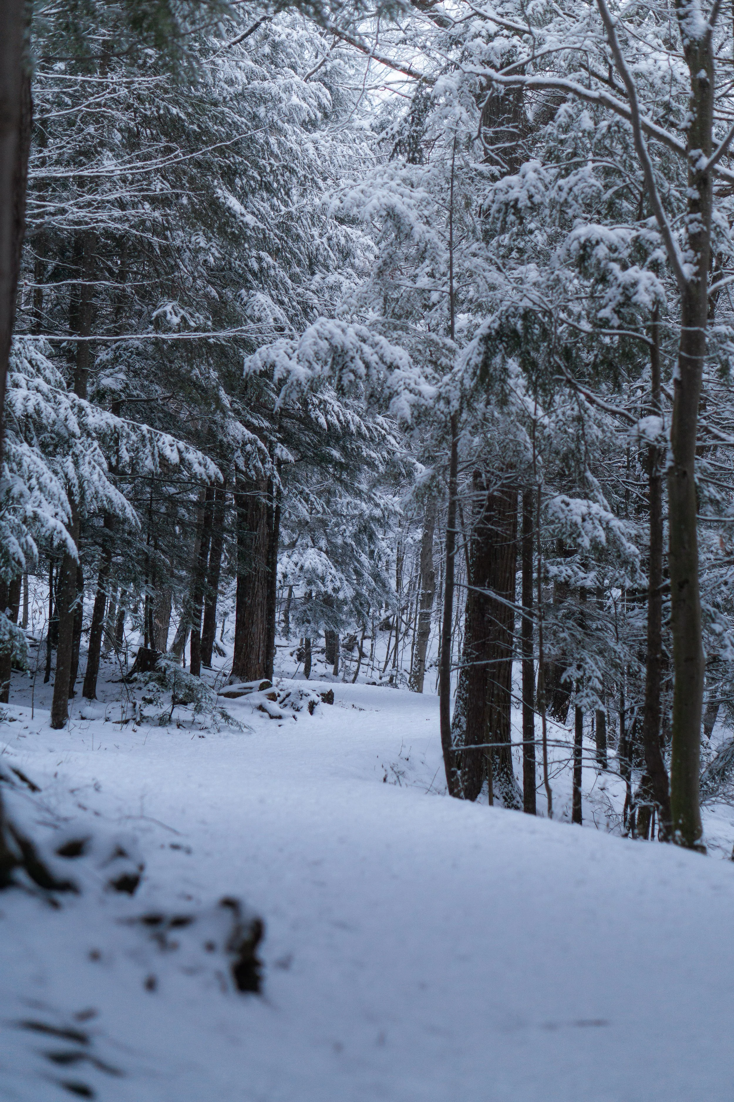 Snow-covered trees in a forest with a snow-blanketed ground.