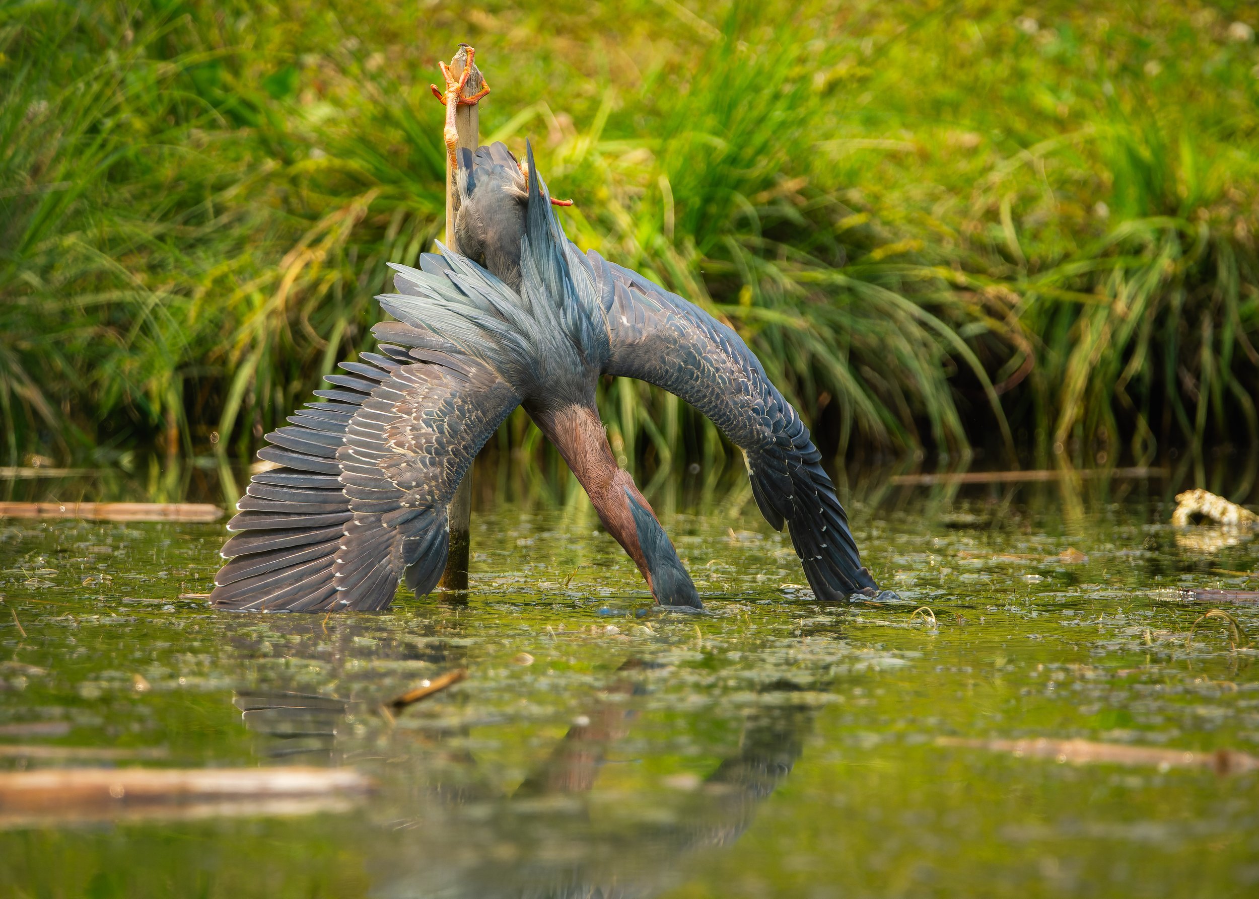 A bird with dark grey feathers and blue accents on its wings is standing on water and leaning forward, with its head submerged, in a marsh or pond surrounded by tall green grass.