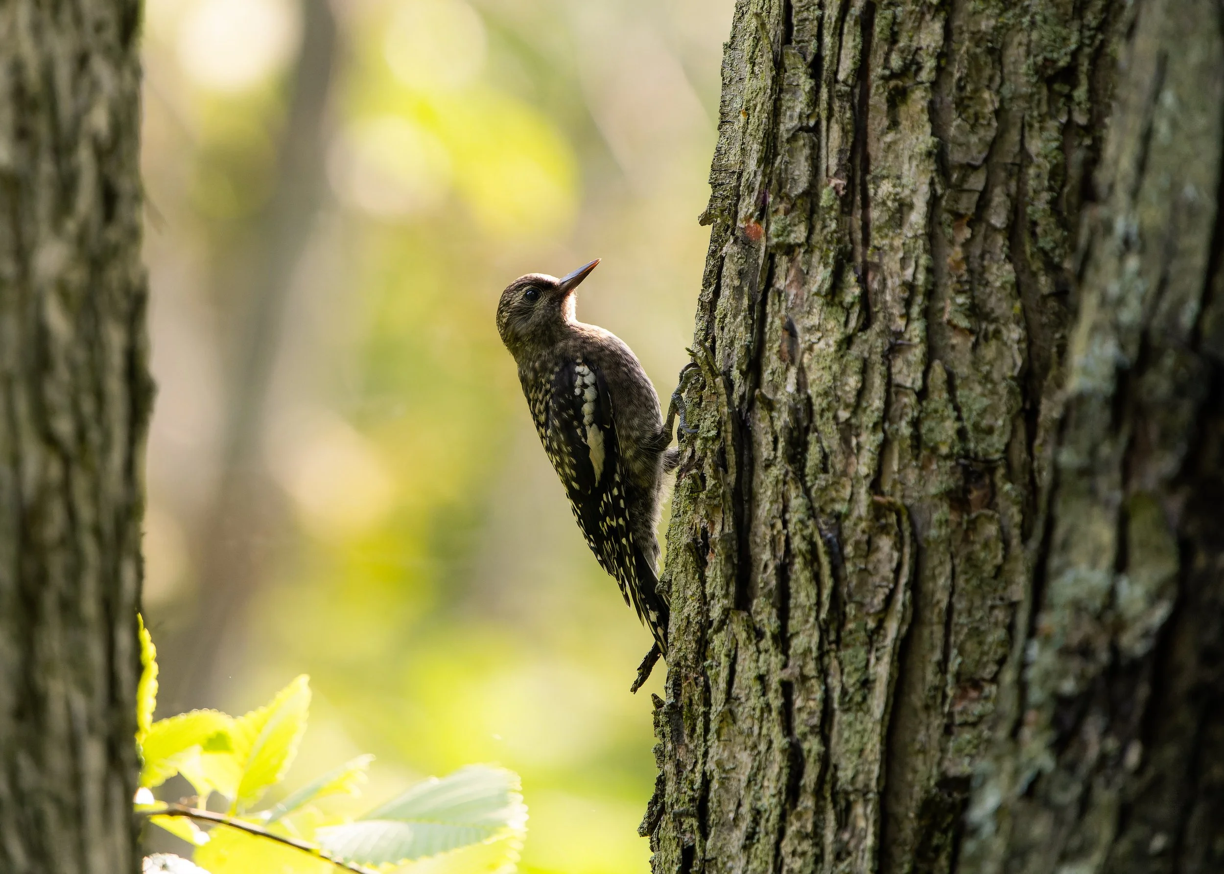 A small woodpecker bird clinging to the side of a tree trunk in a forest setting.