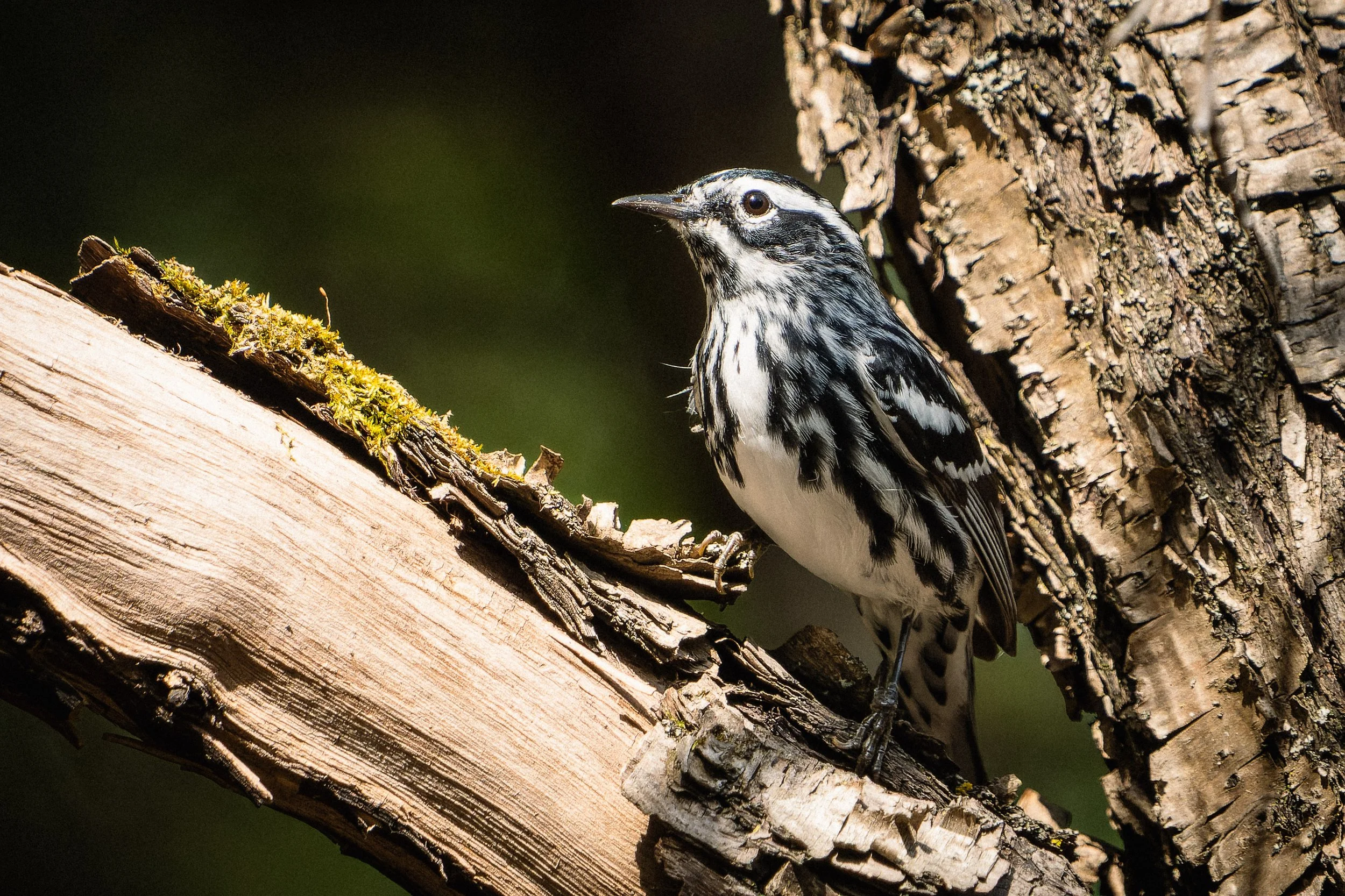 Black and white woodpecker perched on a tree branch with bark and moss, dark background.