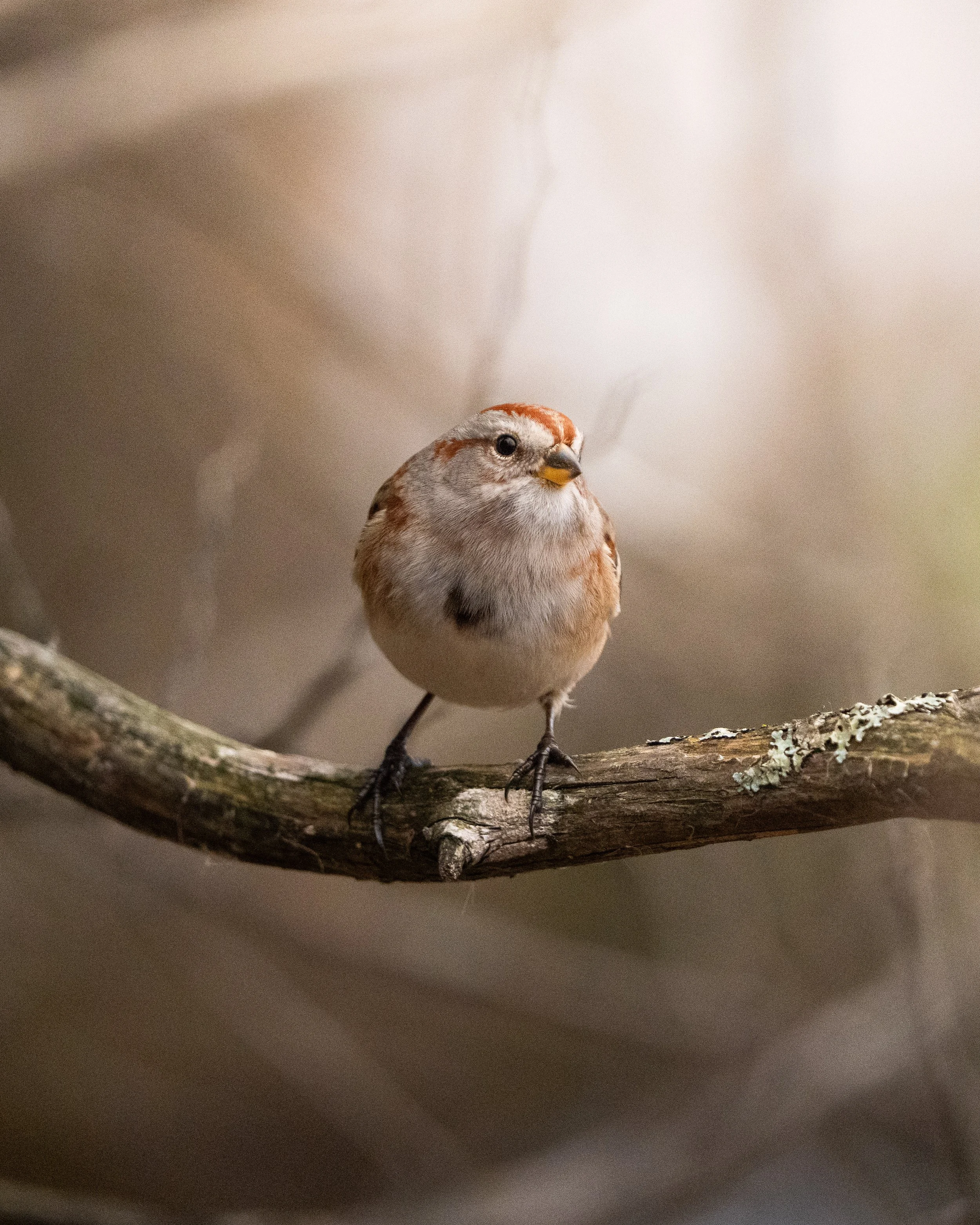 Close-up of a small bird perched on a branch with a blurred background.