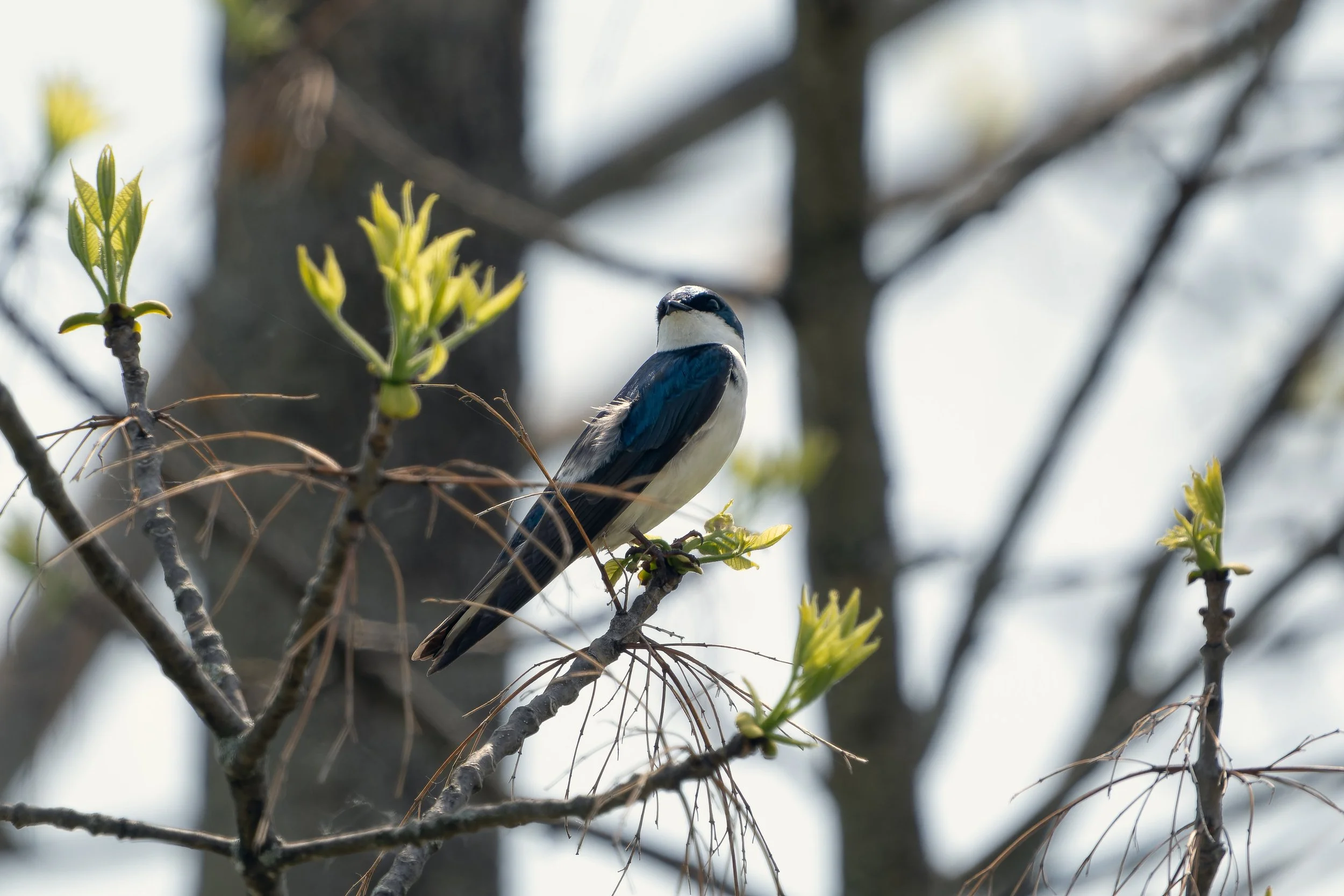 A blue and white bird perched on a branch with budding green leaves and a blurred background of tree branches and sky.