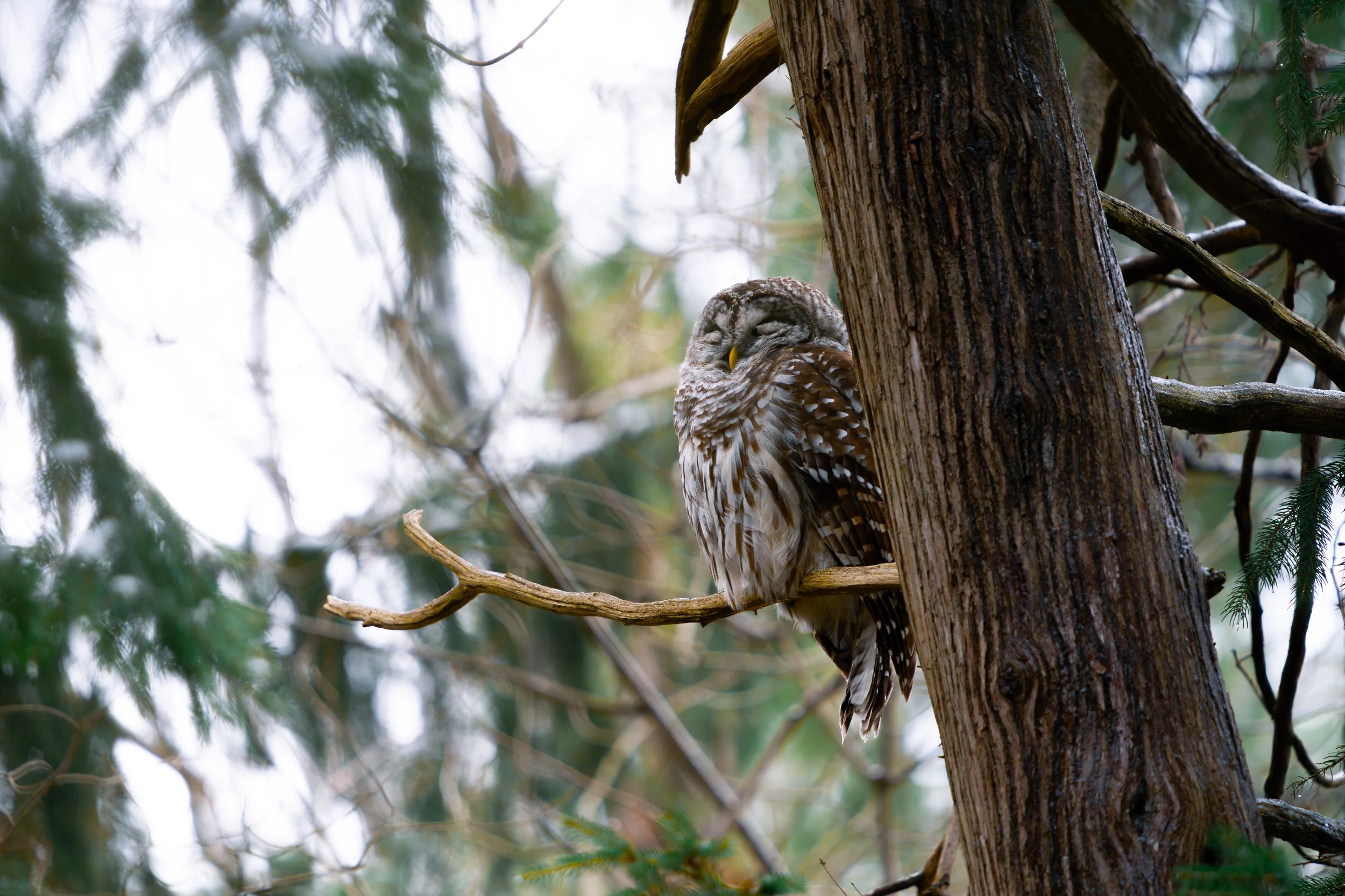 A spotted owl perched on the trunk of a tall tree surrounded by green leaves and branches.