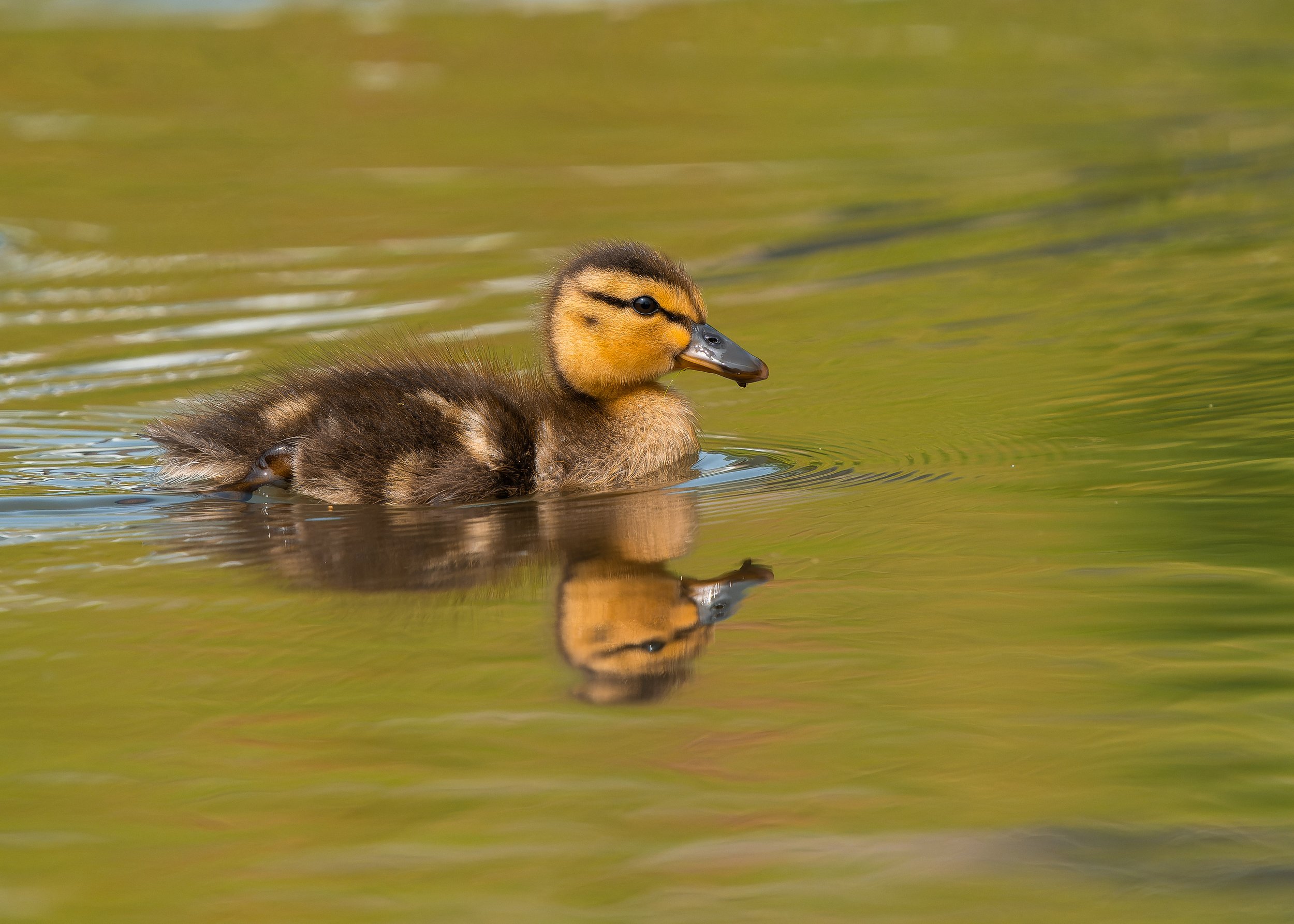 A duckling swimming in water with a reflection below it.