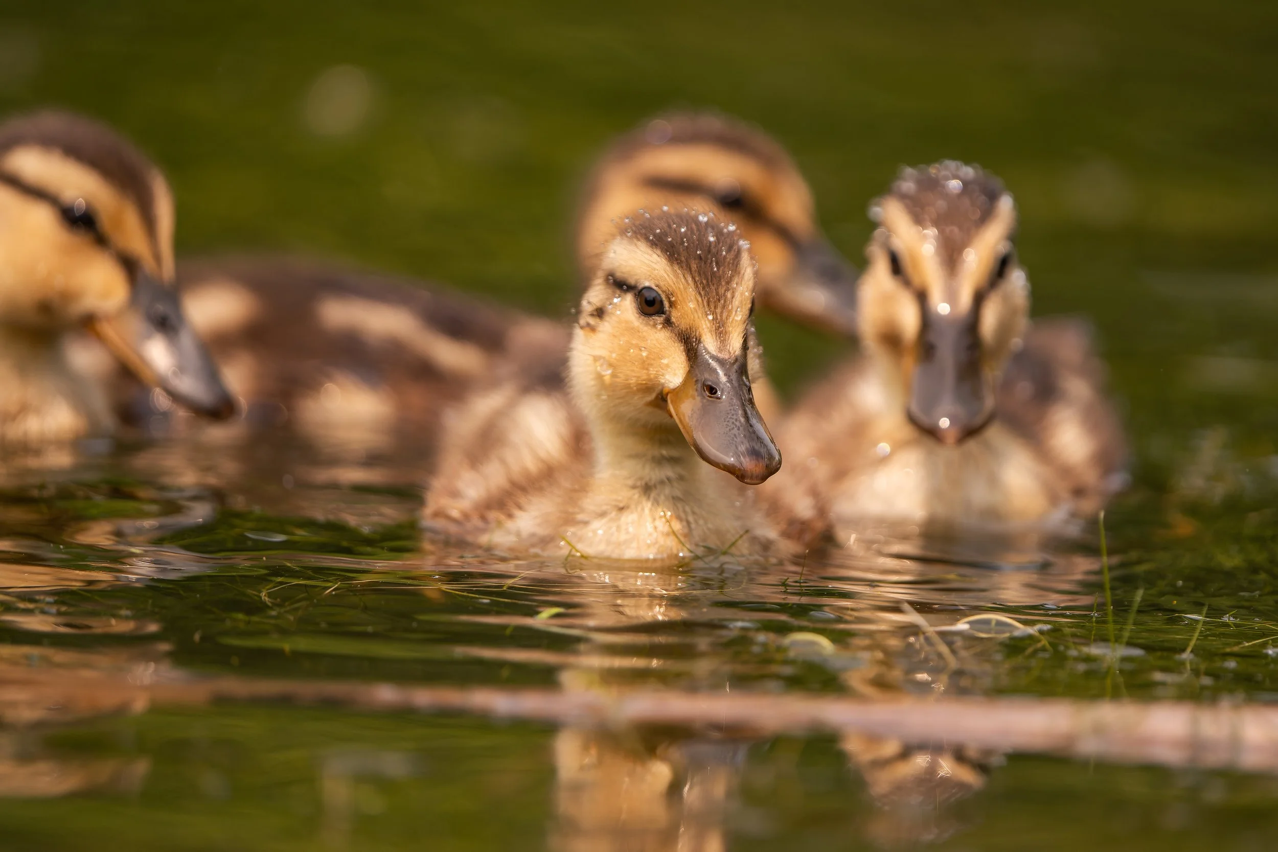 Close-up of ducklings swimming in water with droplets of water on their feathers.