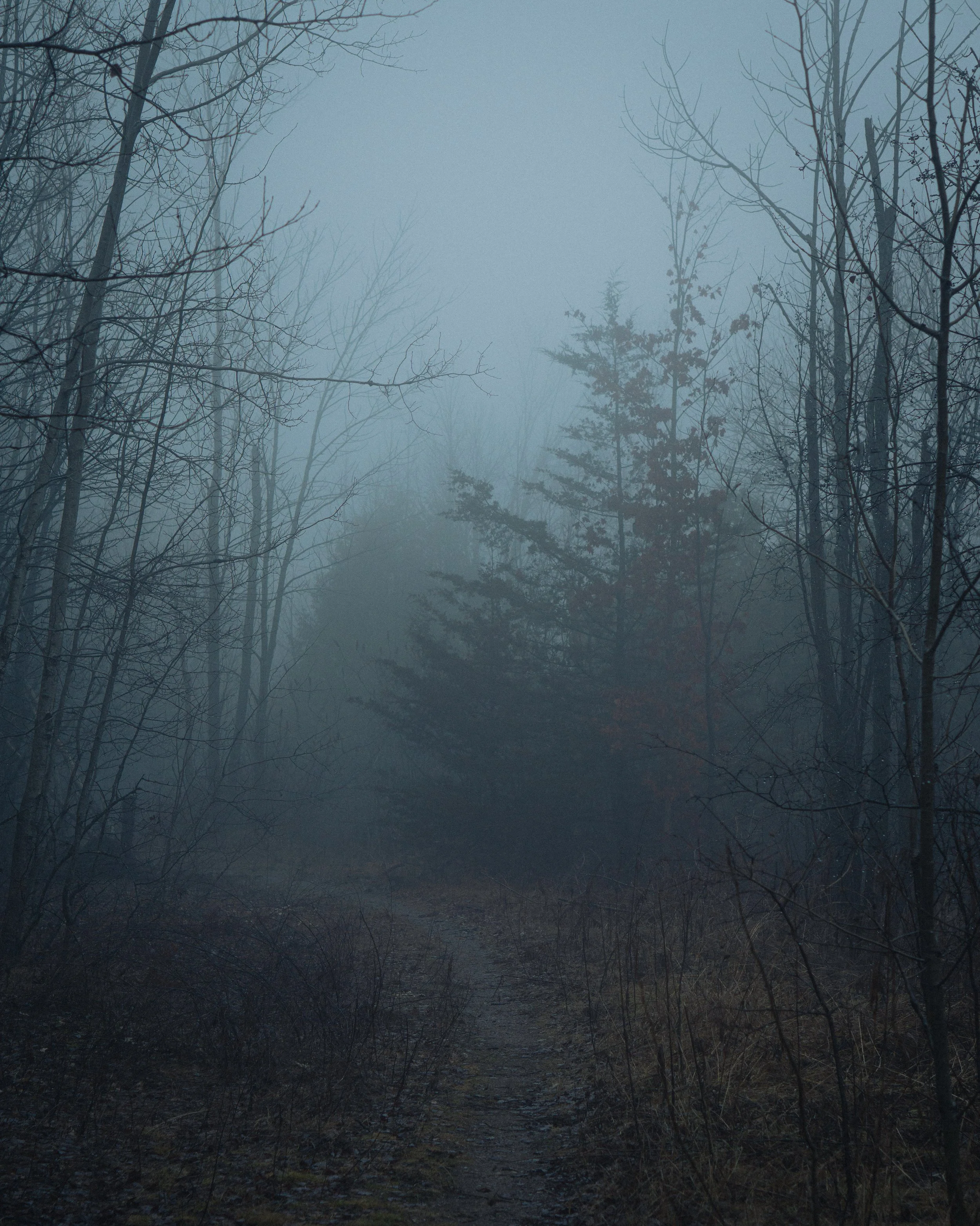A foggy forest scene with leafless trees and a faint pathway visible in the foreground.