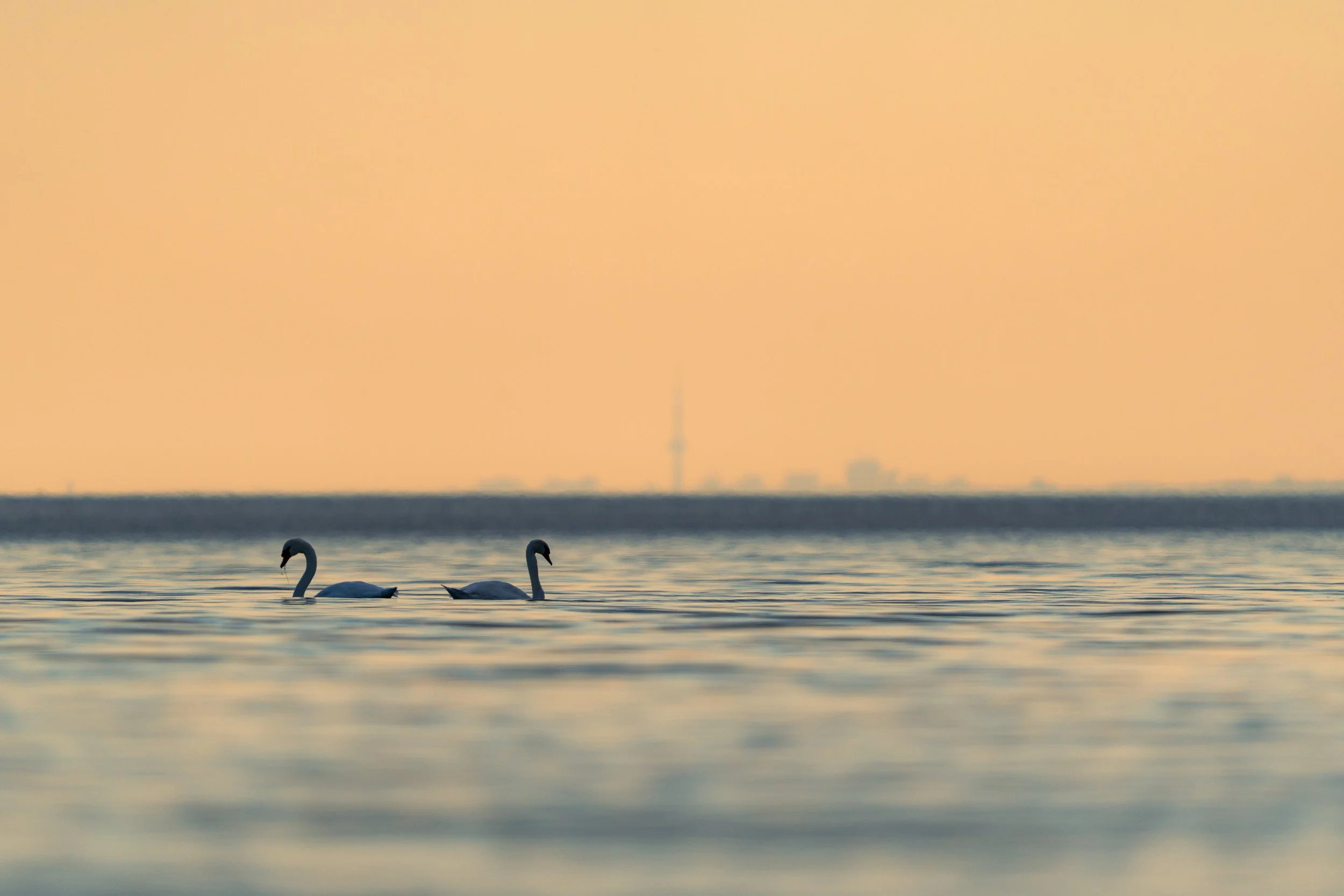 Two swans swimming on calm water at sunset, with a city skyline and a tall tower in the background.