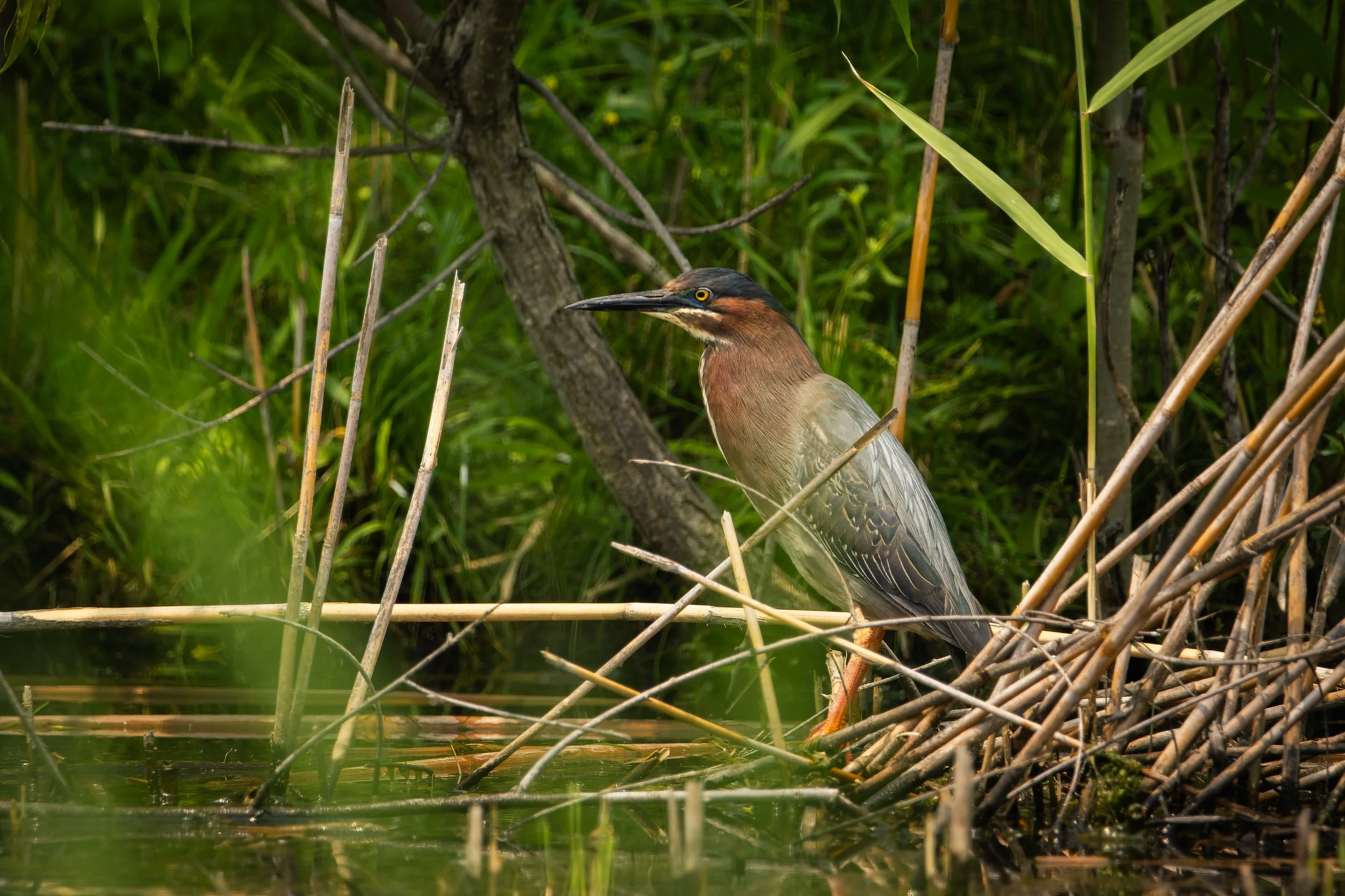 A heron standing among green reeds and branches near water in a marsh.