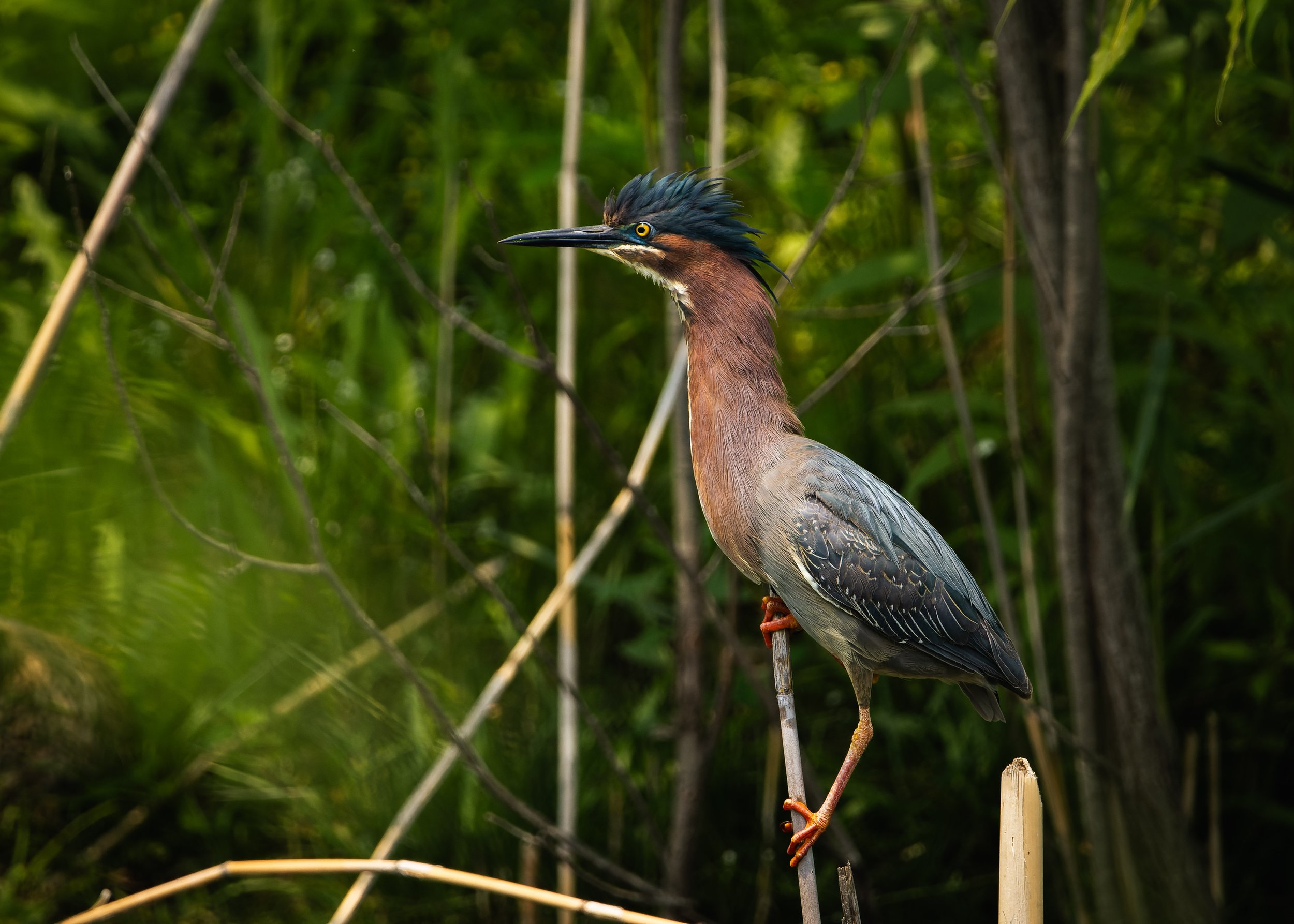 A heron standing on one leg among green reeds in a natural setting.