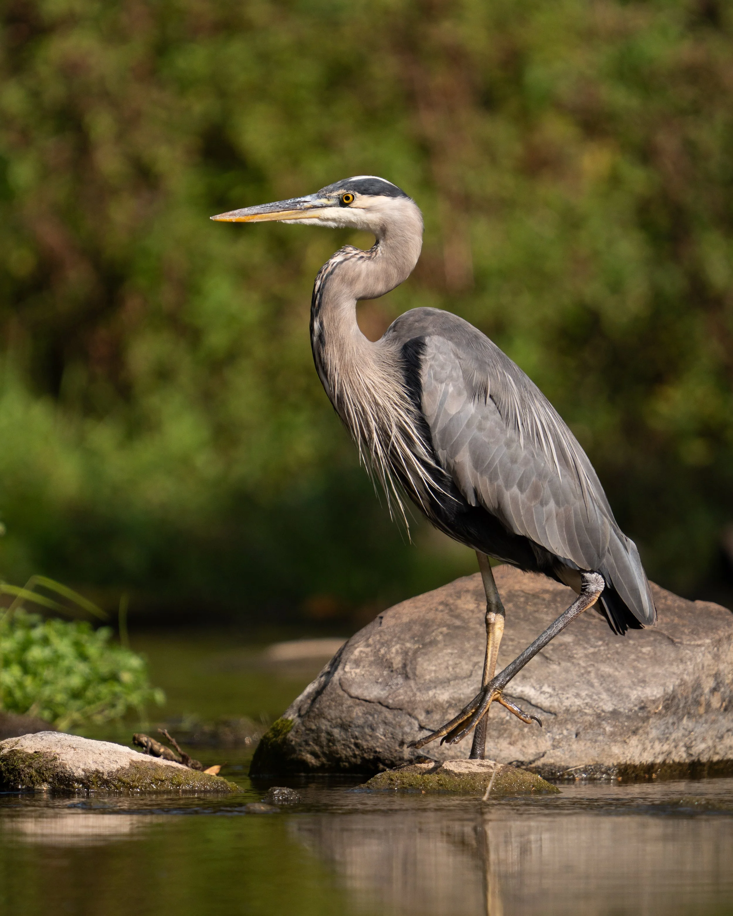 A heron standing on rocks near water with a blurred green background.