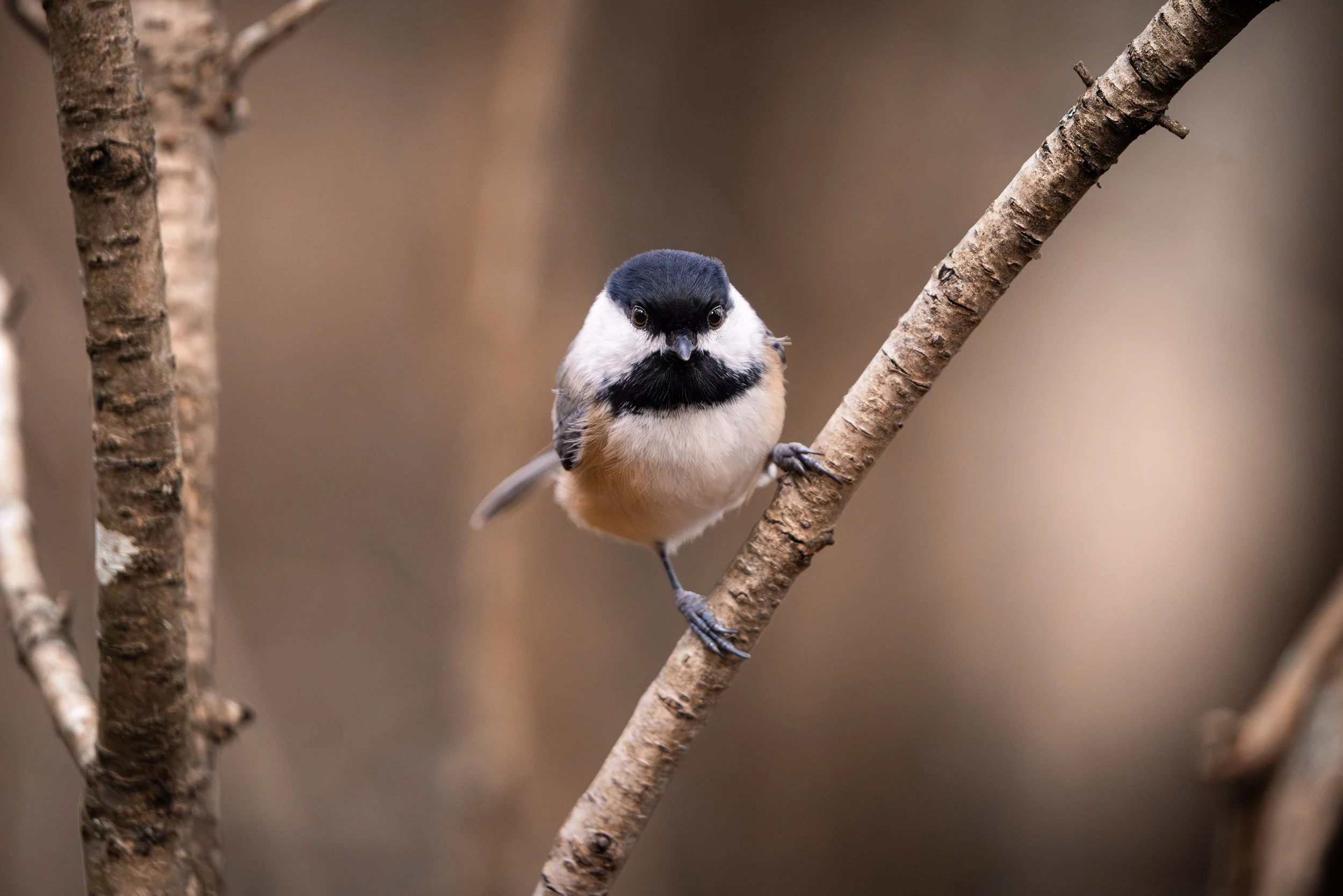 A small black-capped chickadee bird perched on a thin tree branch.