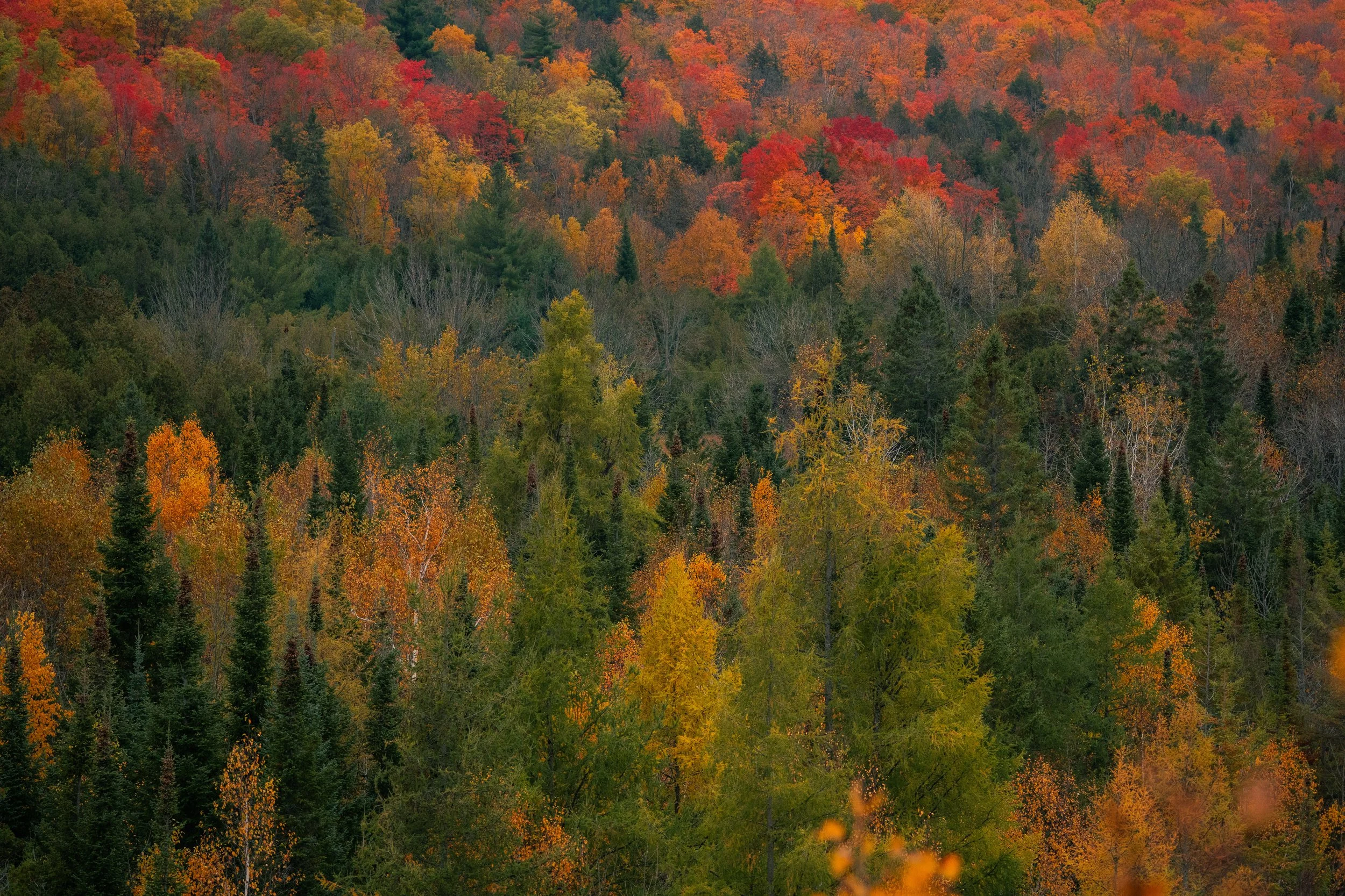 A dense forest with trees in vibrant fall colors including reds, oranges, yellows, and greens, covering rolling hills.