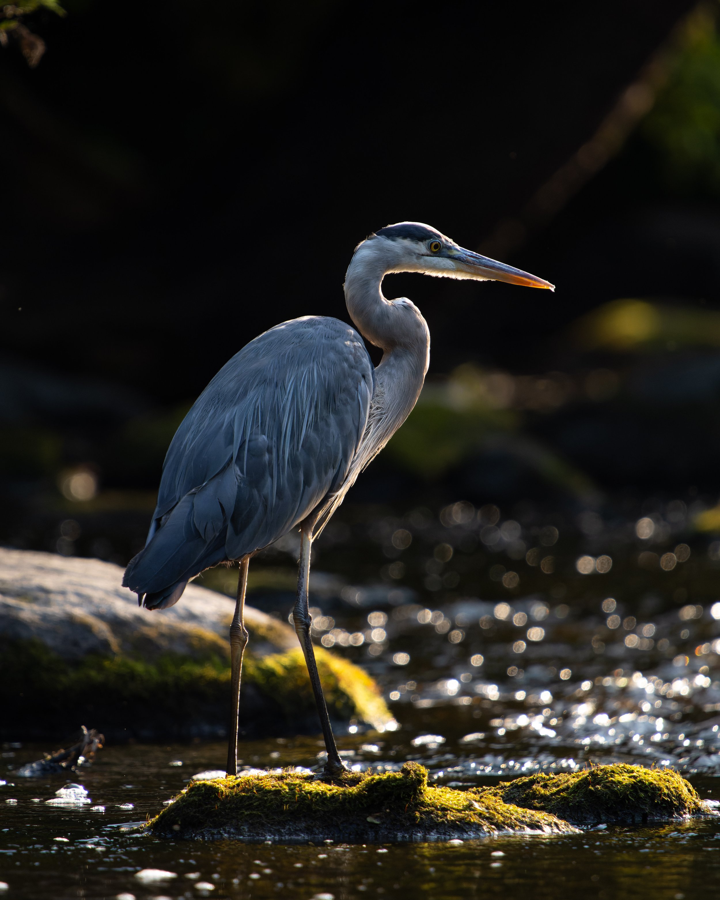A heron standing on a mossy rock in a shallow, sunlit stream at dusk or dawn.