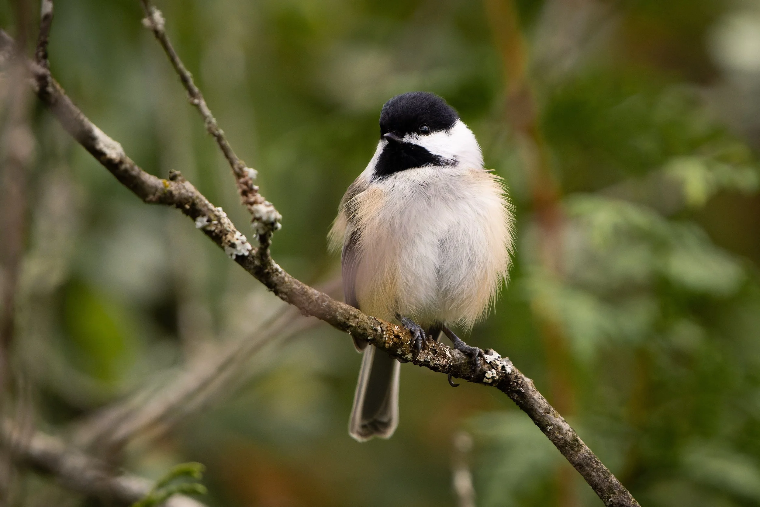 A small bird with black and white plumage perched on a thin branch among green leaves.