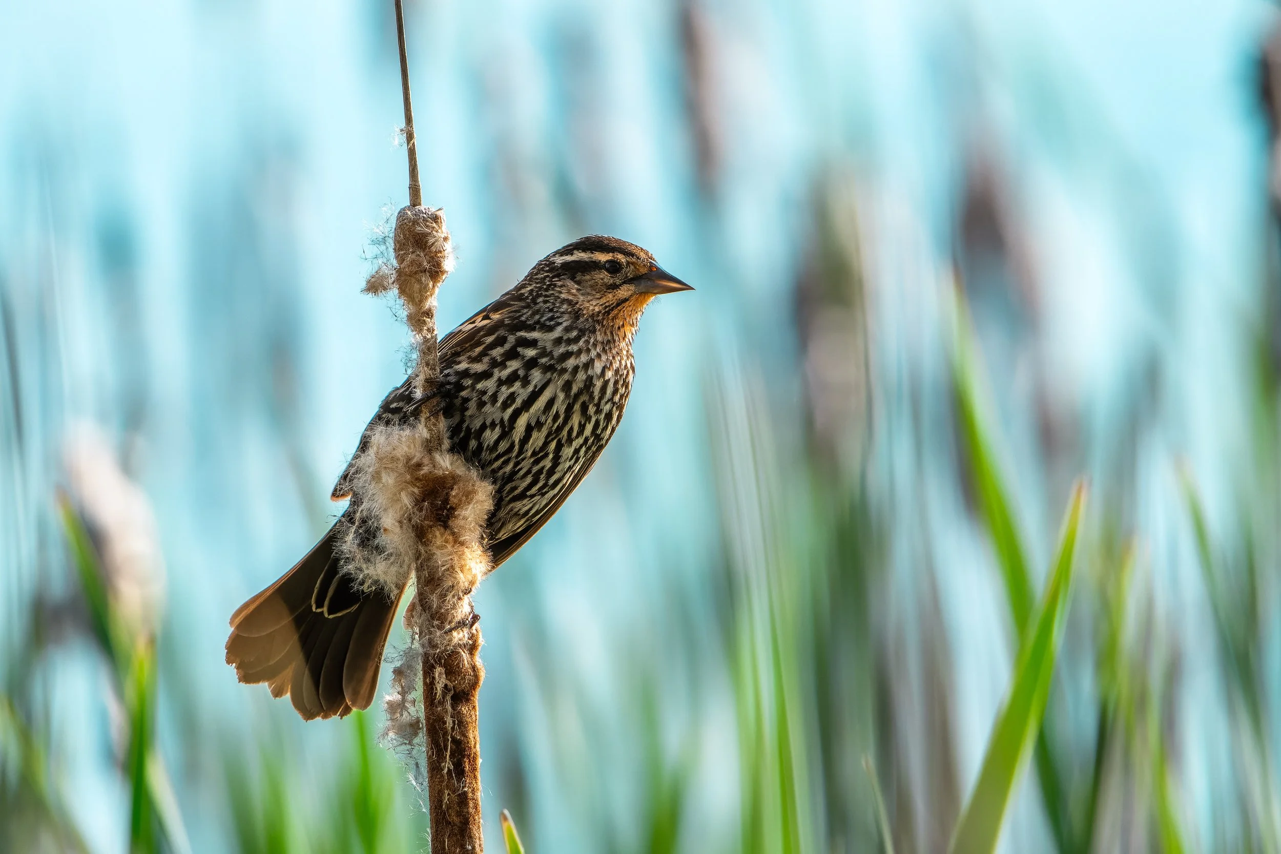 A small bird with brown and black striped feathers perched on a cattail reed in a marshy area with blurred green plants and blue water in the background.