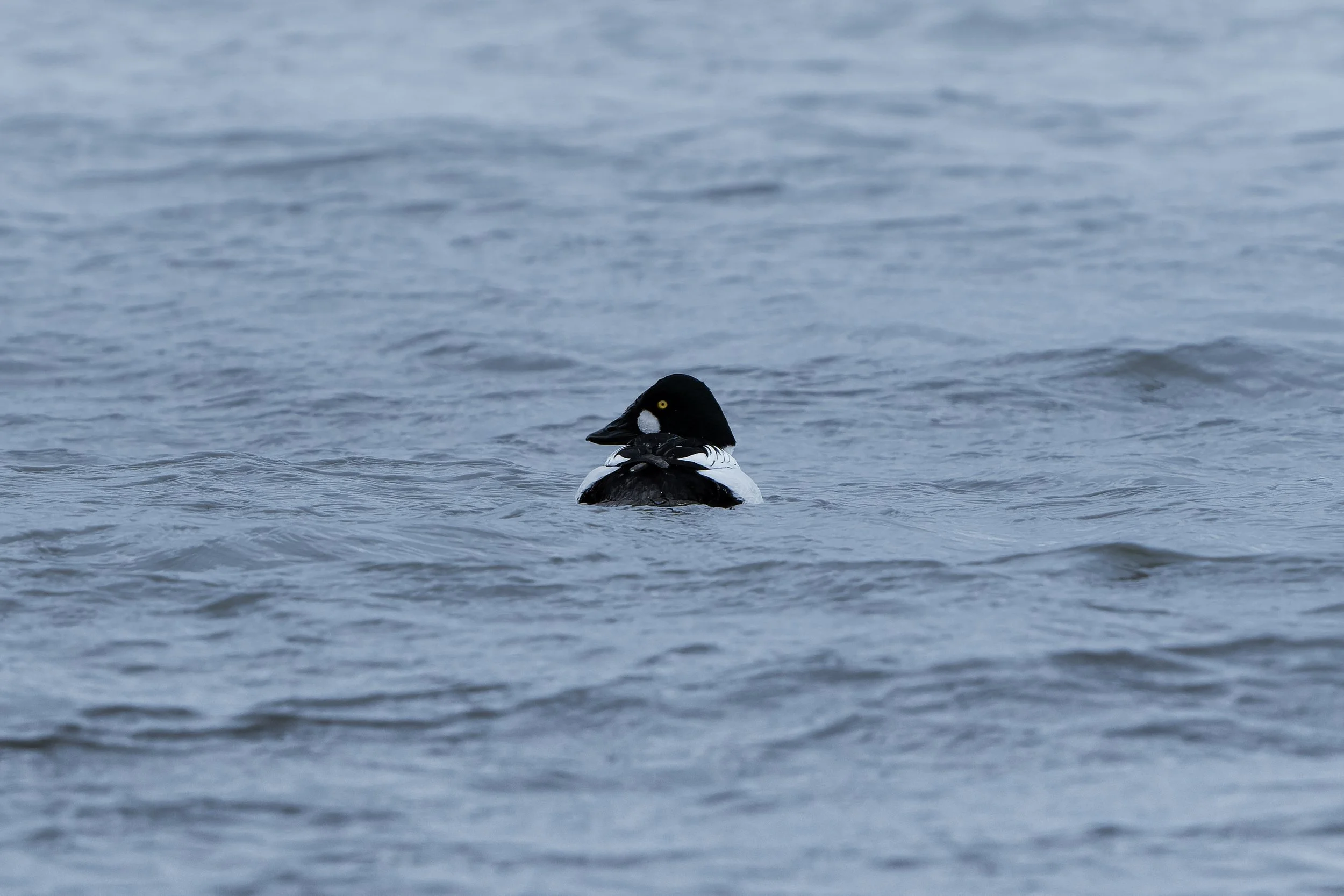 A black and white duck floating on water with a background of calm, rippling water.