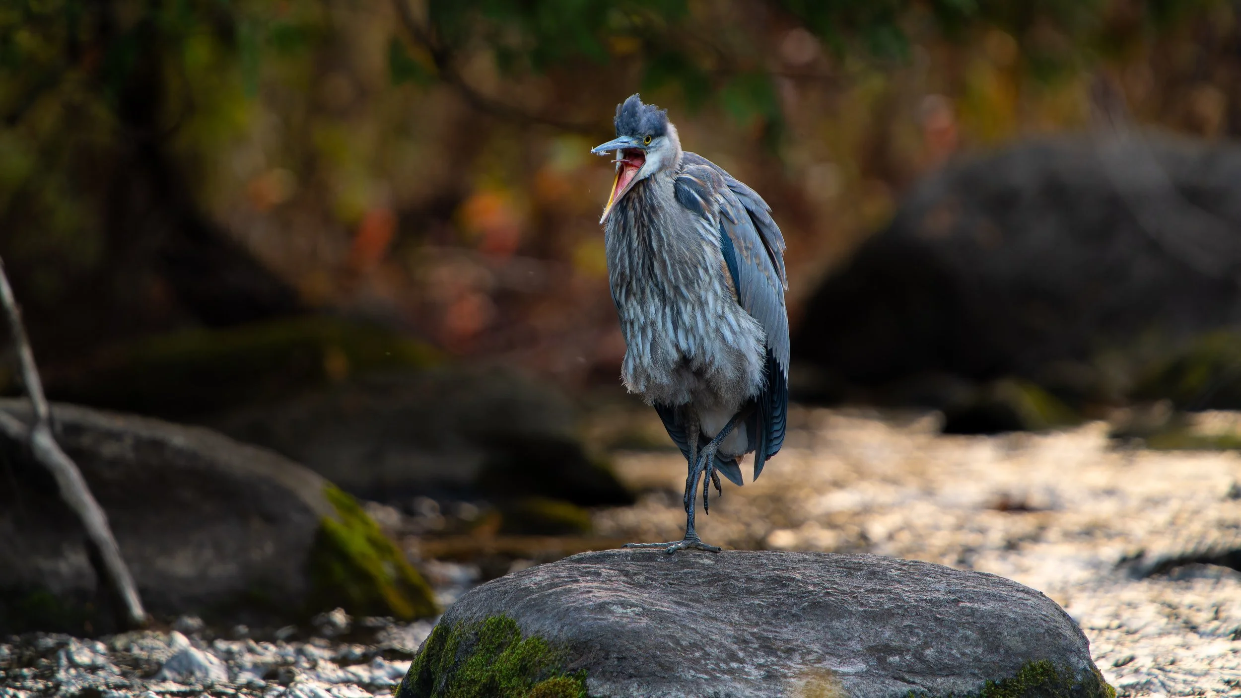 A heron with a blue-gray body and crest, standing on one leg with its beak open, in a natural setting with rocks and blurred foliage in the background.
