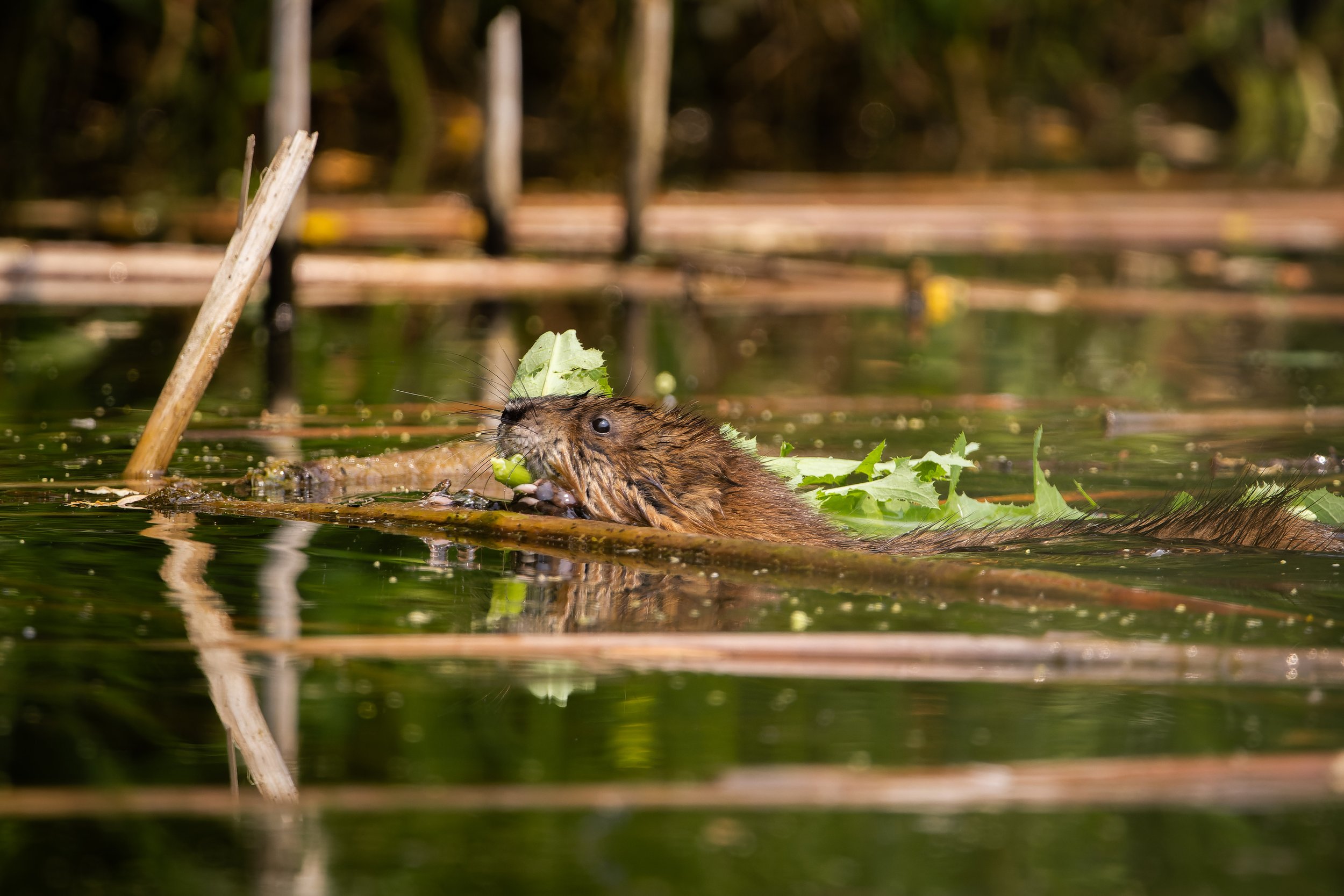 A beaver swimming in a pond with green leaves on its back and a stick nearby, in a natural wetland environment.