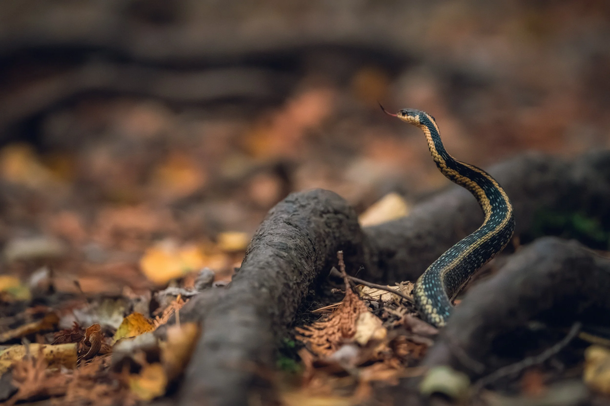 A snake with black and yellow markings rises from the ground among fallen leaves and twigs in a forest setting.