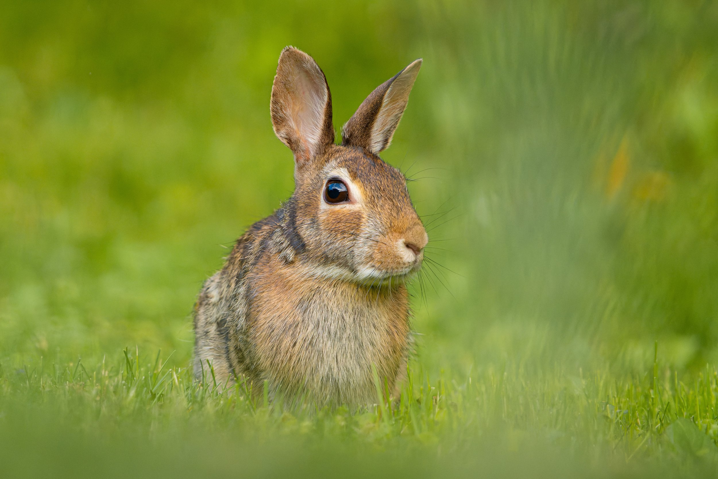 A brown rabbit sitting on green grass with a blurred green background.