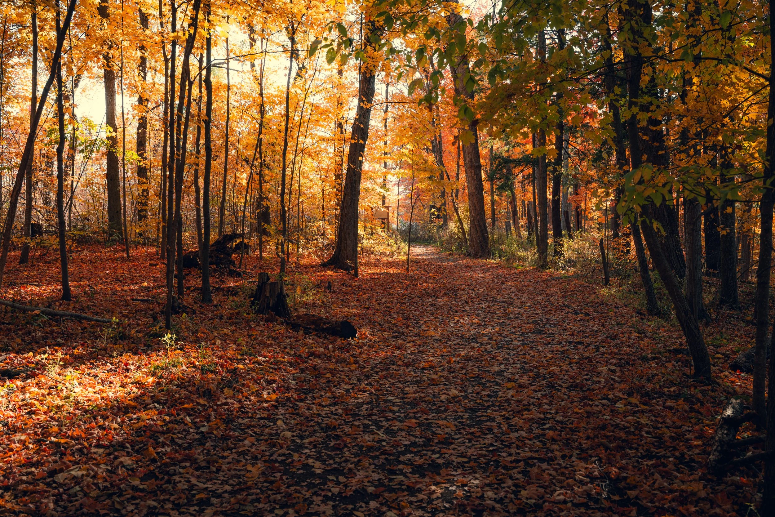 A wooded forest trail covered in fallen autumn leaves, with trees displaying orange, yellow, and red foliage illuminated by sunlight.