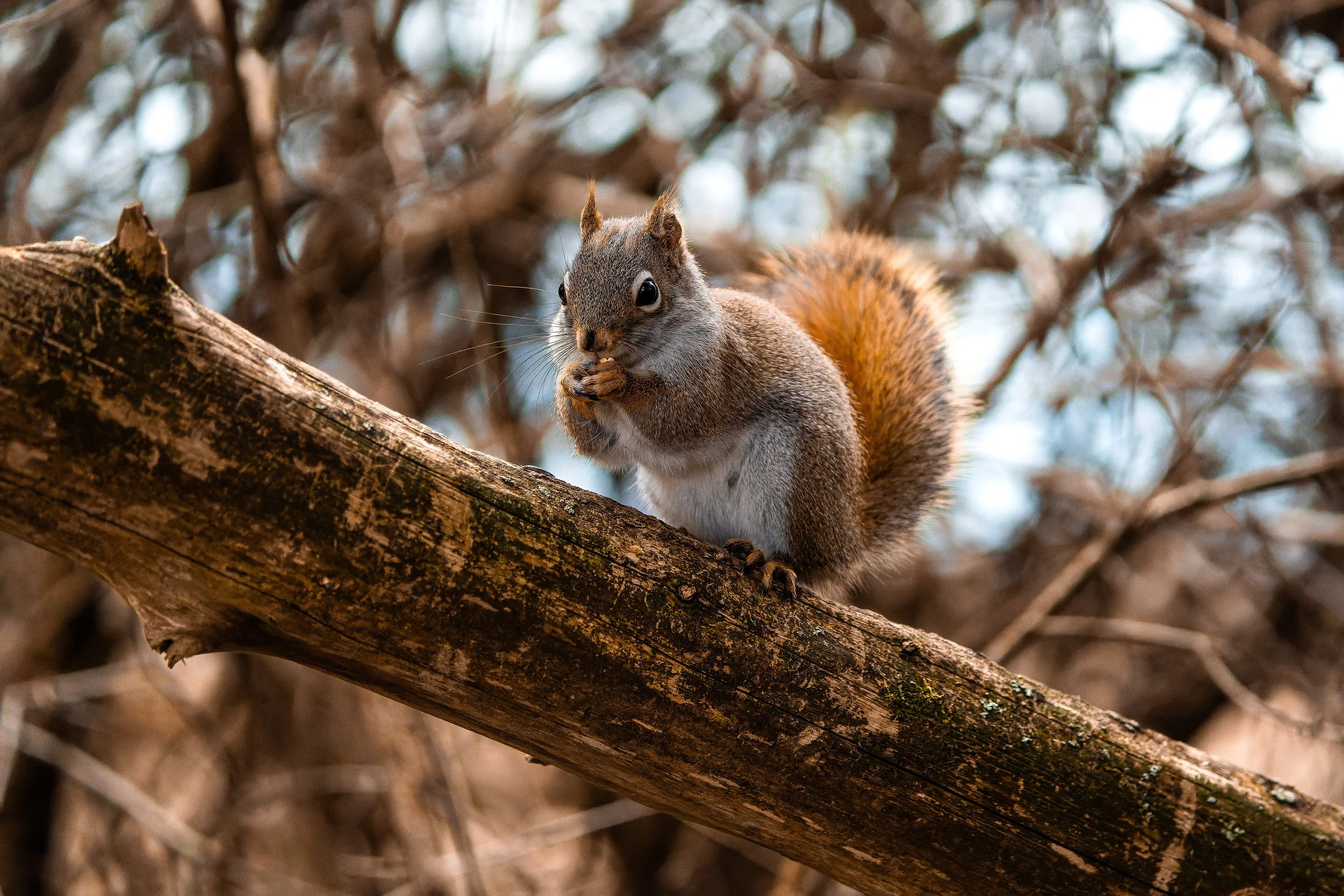 A squirrel sitting on a tree branch, holding a nut or piece of food with its front paws, in a natural outdoor setting with blurred branches and leaves in the background.