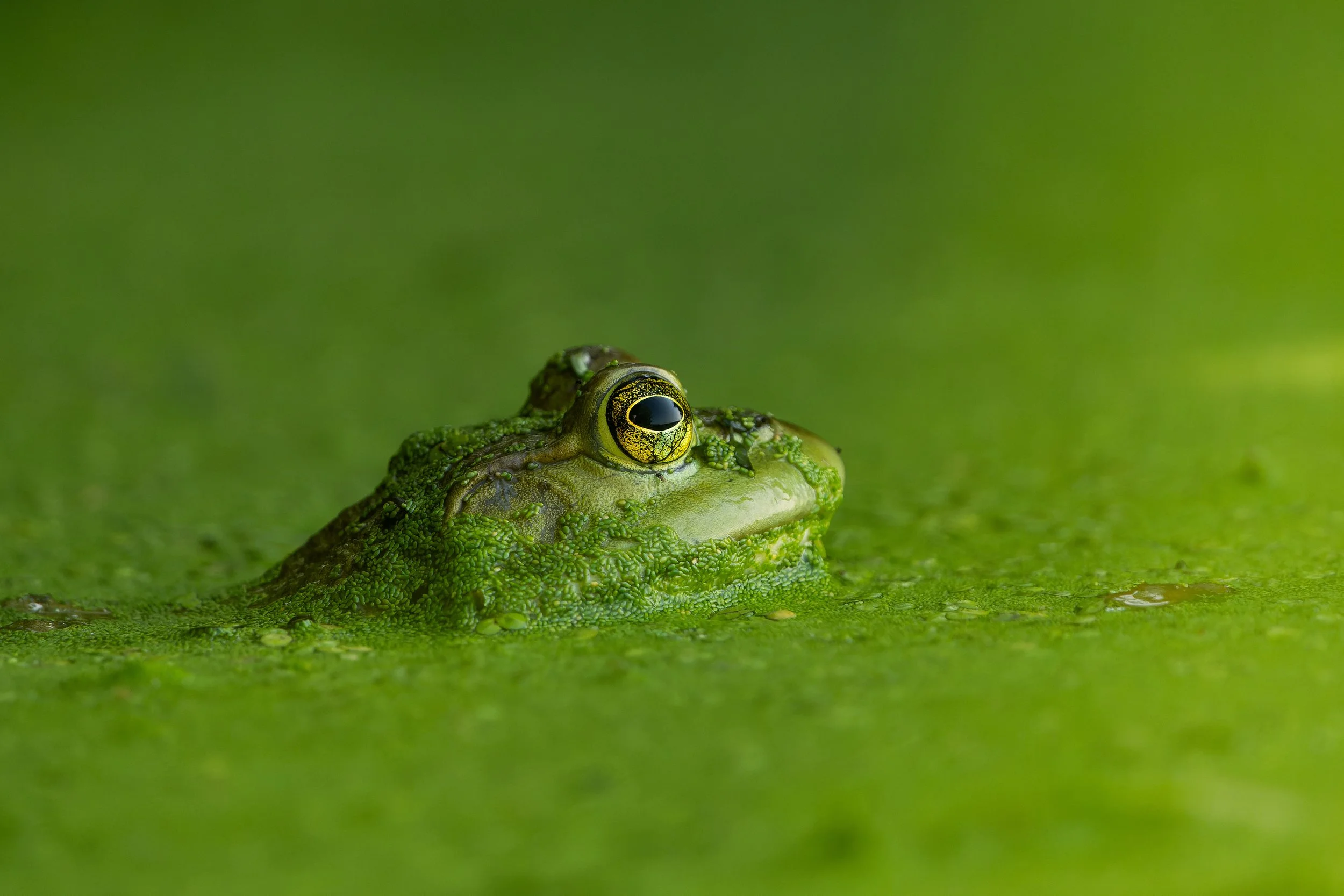 A close-up of a green frog with only its eyes and snout visible above water covered in green vegetation.