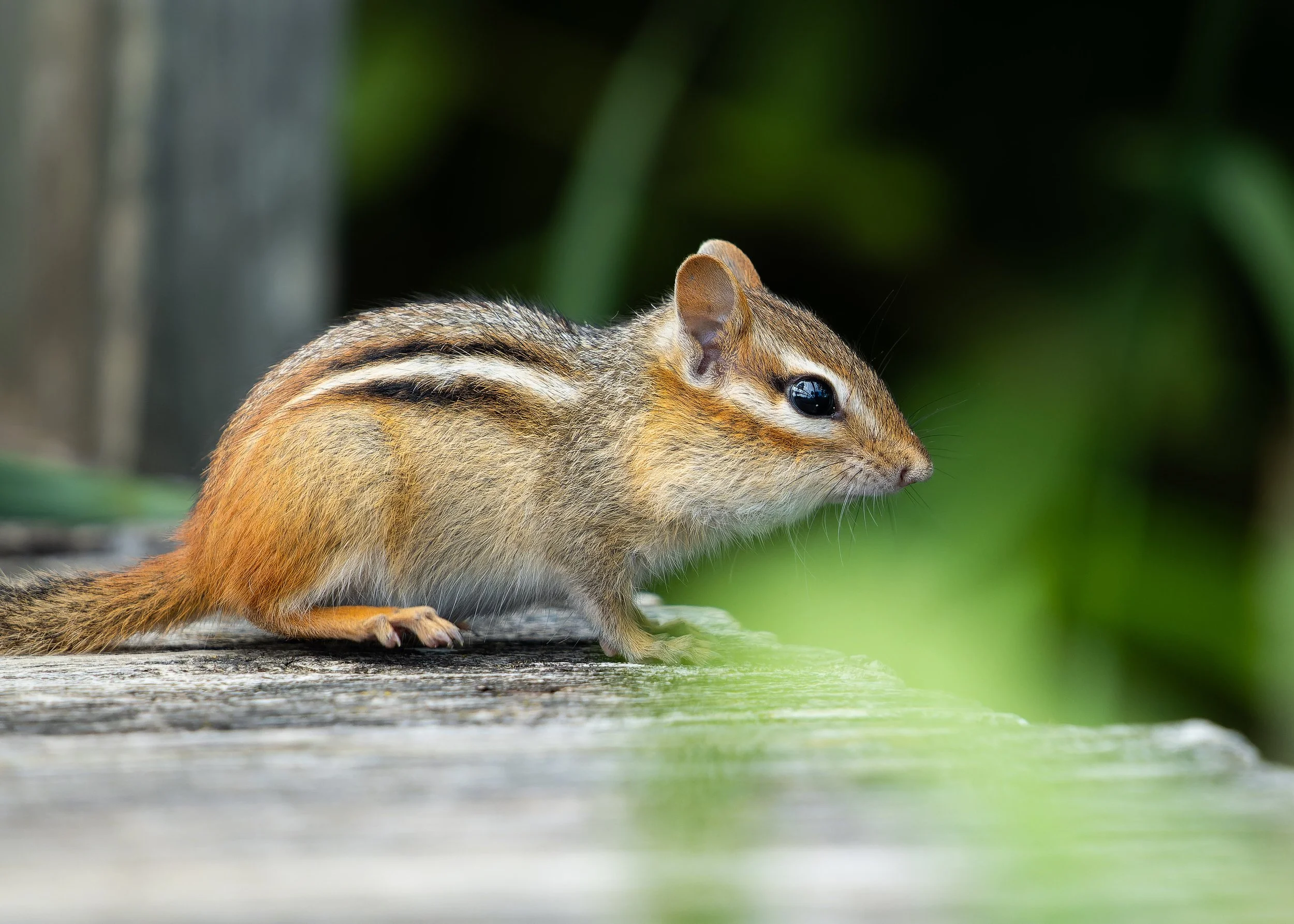 Close-up of a small rodent, possibly a chipmunk, sitting on a wooden surface with a blurred green background.