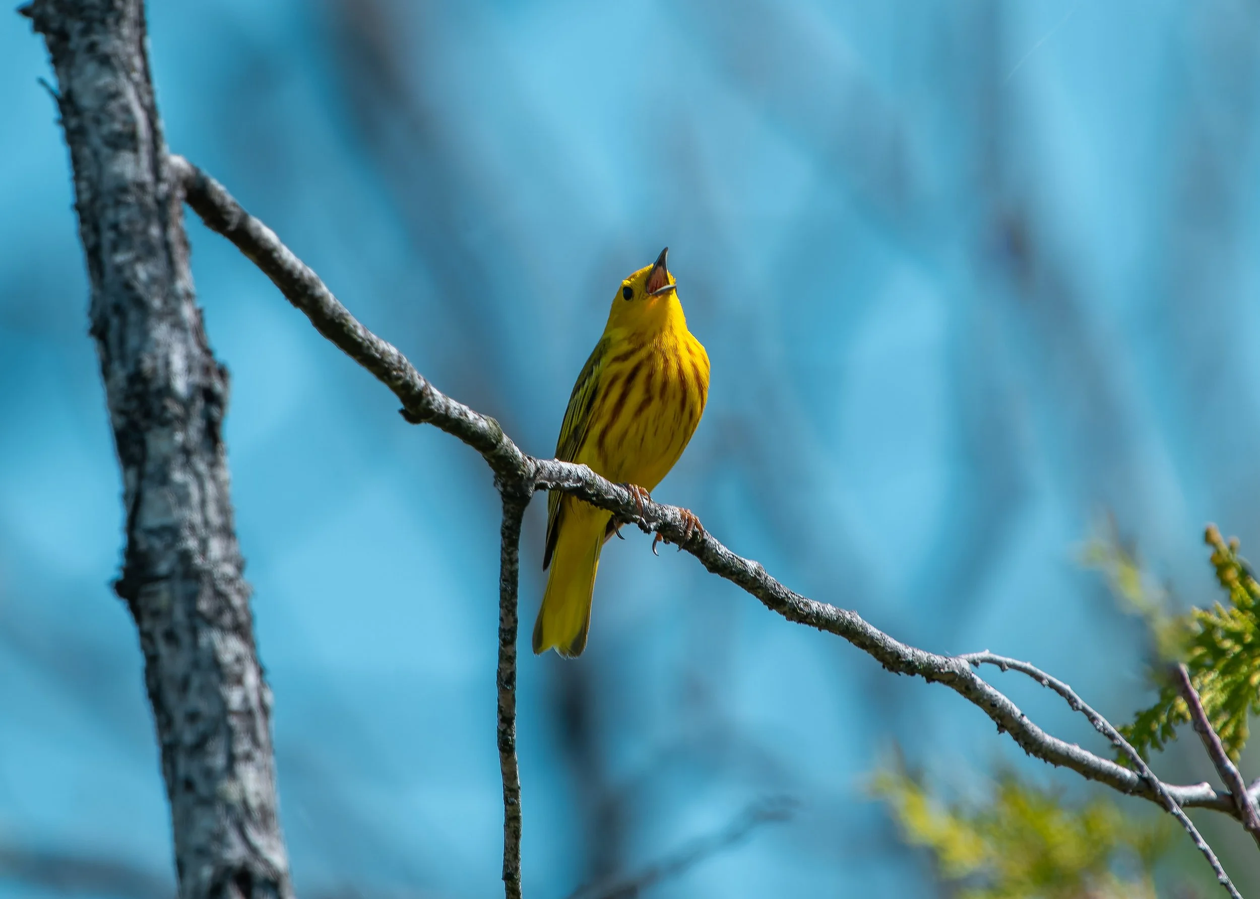 A yellow bird with black streaks on its chest perched on a branch, singing with its beak open, against a blurred blue background