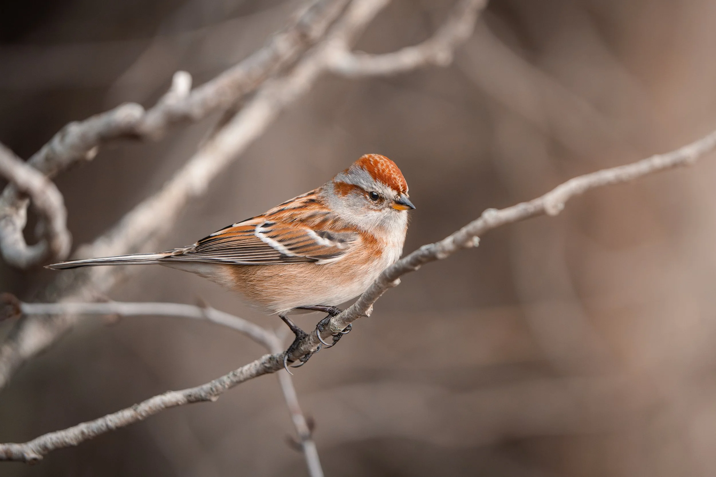 A small brown bird with distinctive markings on its head, perched on a grayish branch with a blurred neutral background.