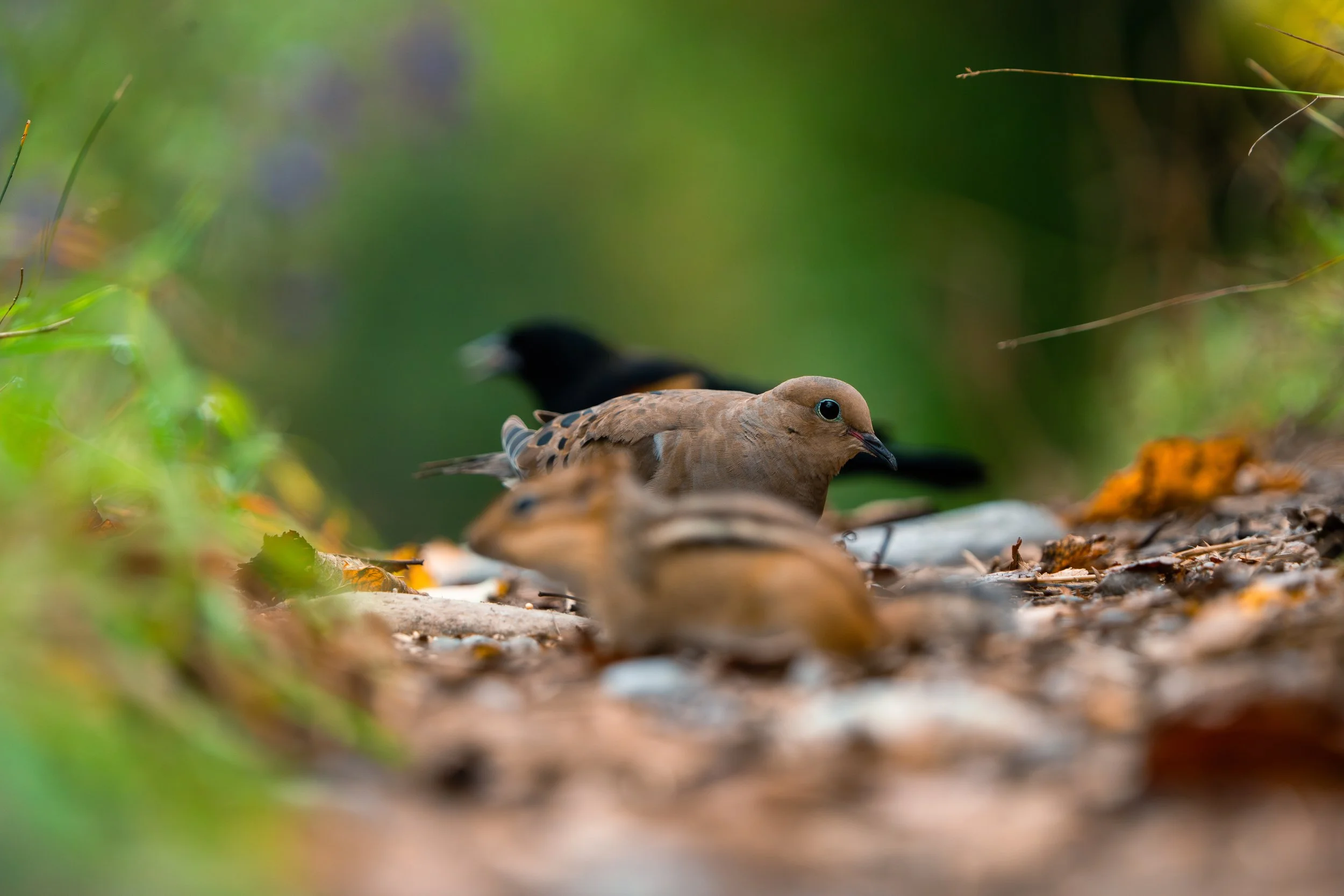 Close-up of a brown bird with spotted wings and a dark eye, on a forest floor among fallen leaves, with a blurred green background and another bird in the distance.