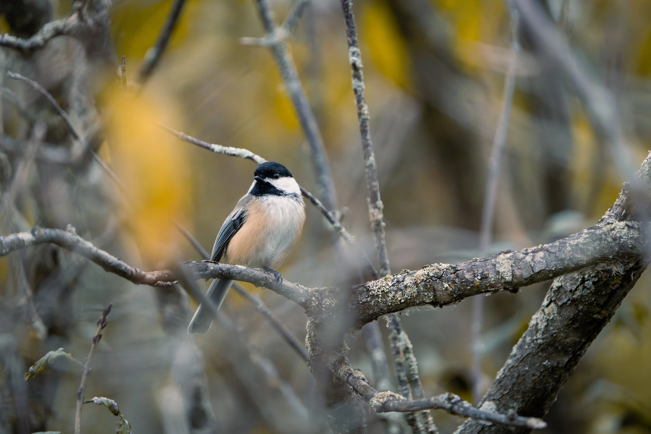 A small bird with a black head, white cheeks, and a beige body perched on a branch among tree branches in a forest setting.