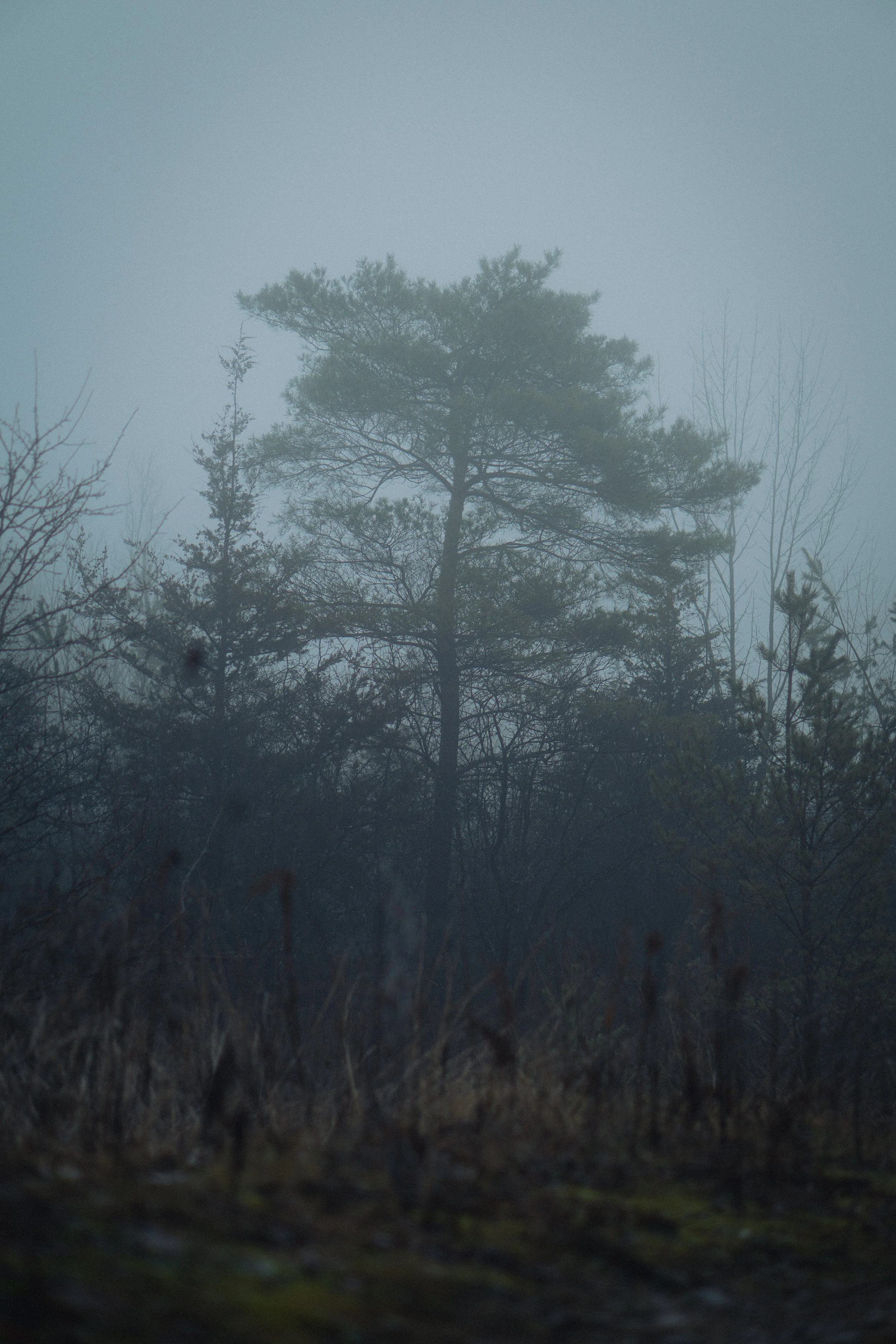 A foggy forest scene with tall trees and dense underbrush, obscured by mist.