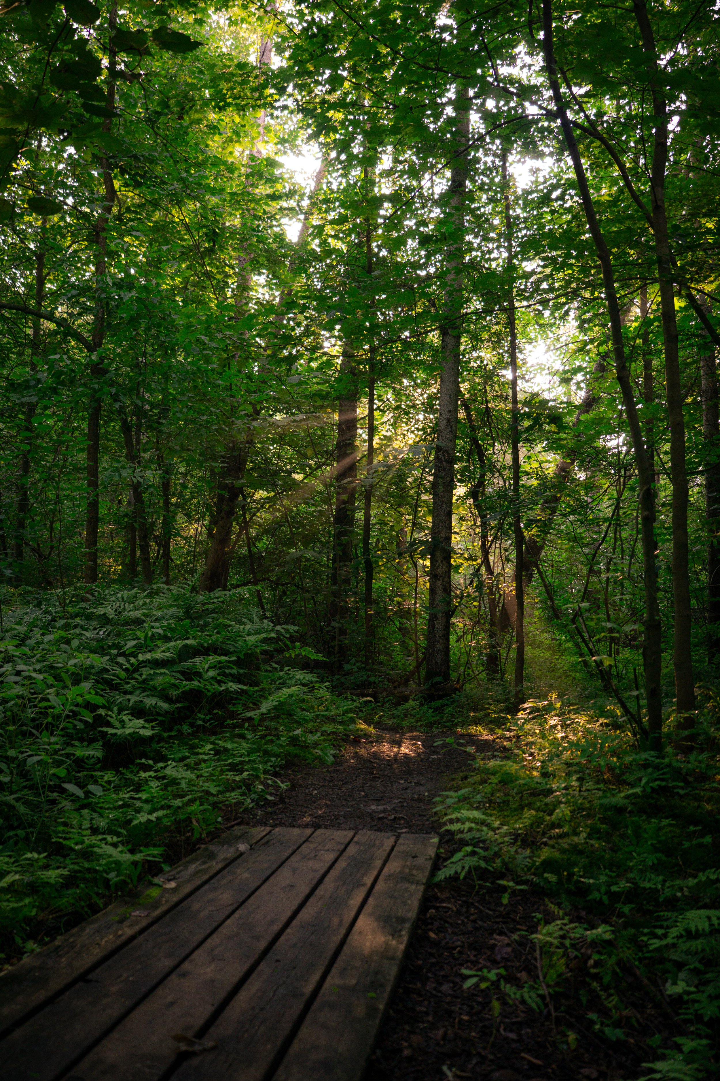 A dense forest scene with a narrow dirt trail leading into the trees. Sunlight filters through the lush green leaves, creating a dappled light effect on the forest floor and the wooden planks at the trail's entrance.