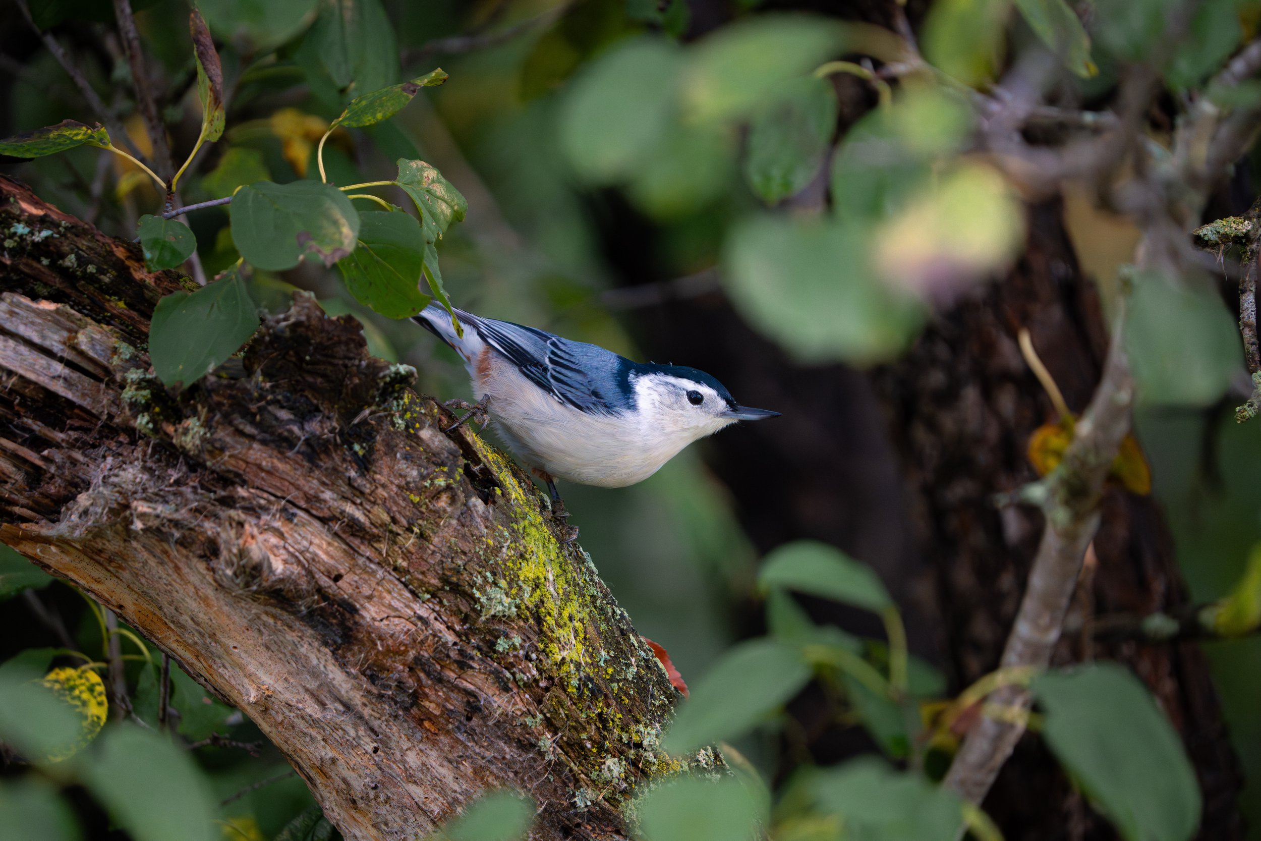 A small woodpecker bird perched on a moss-covered tree branch surrounded by green leaves.
