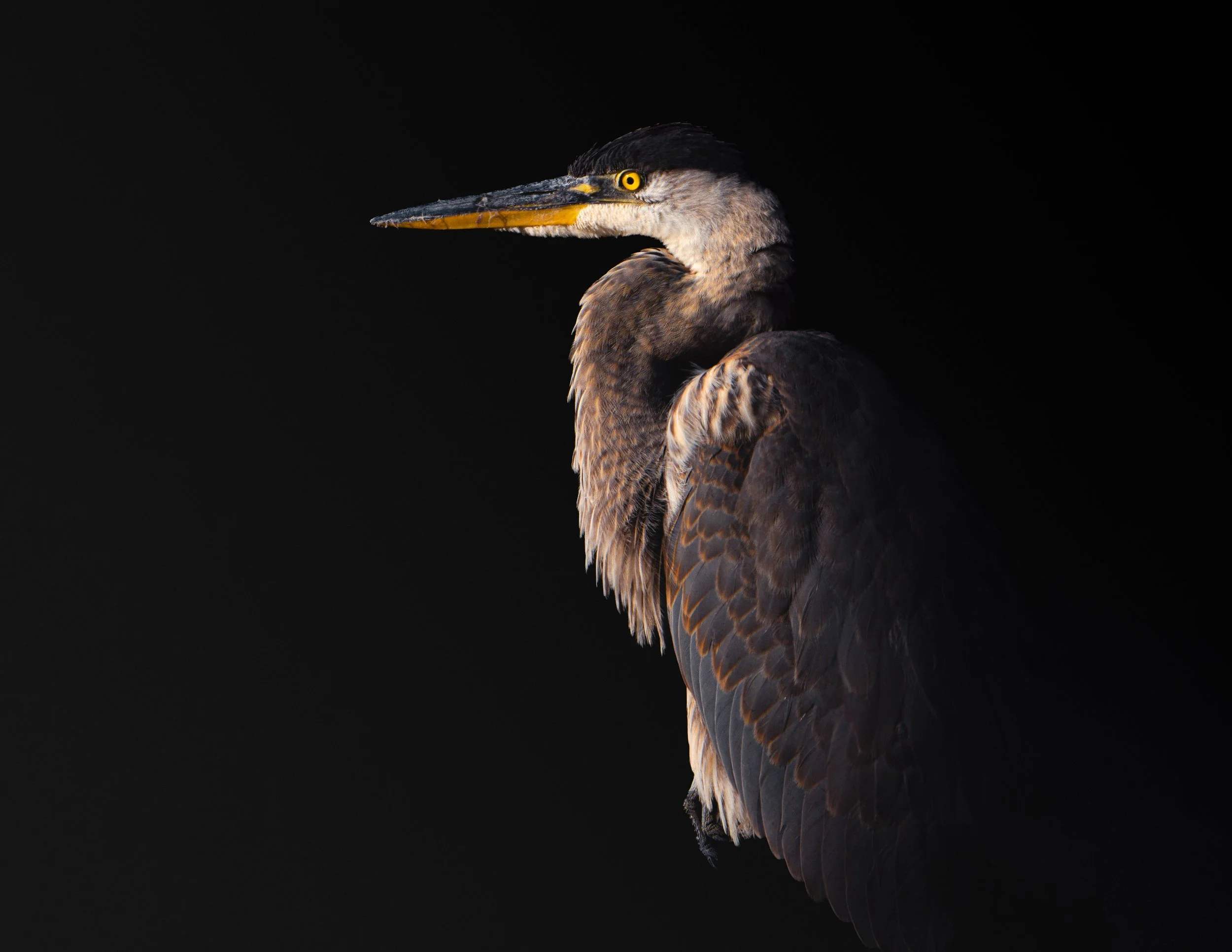 A close-up of a heron bird with a dark background, showing detailed feathers and a long beak.