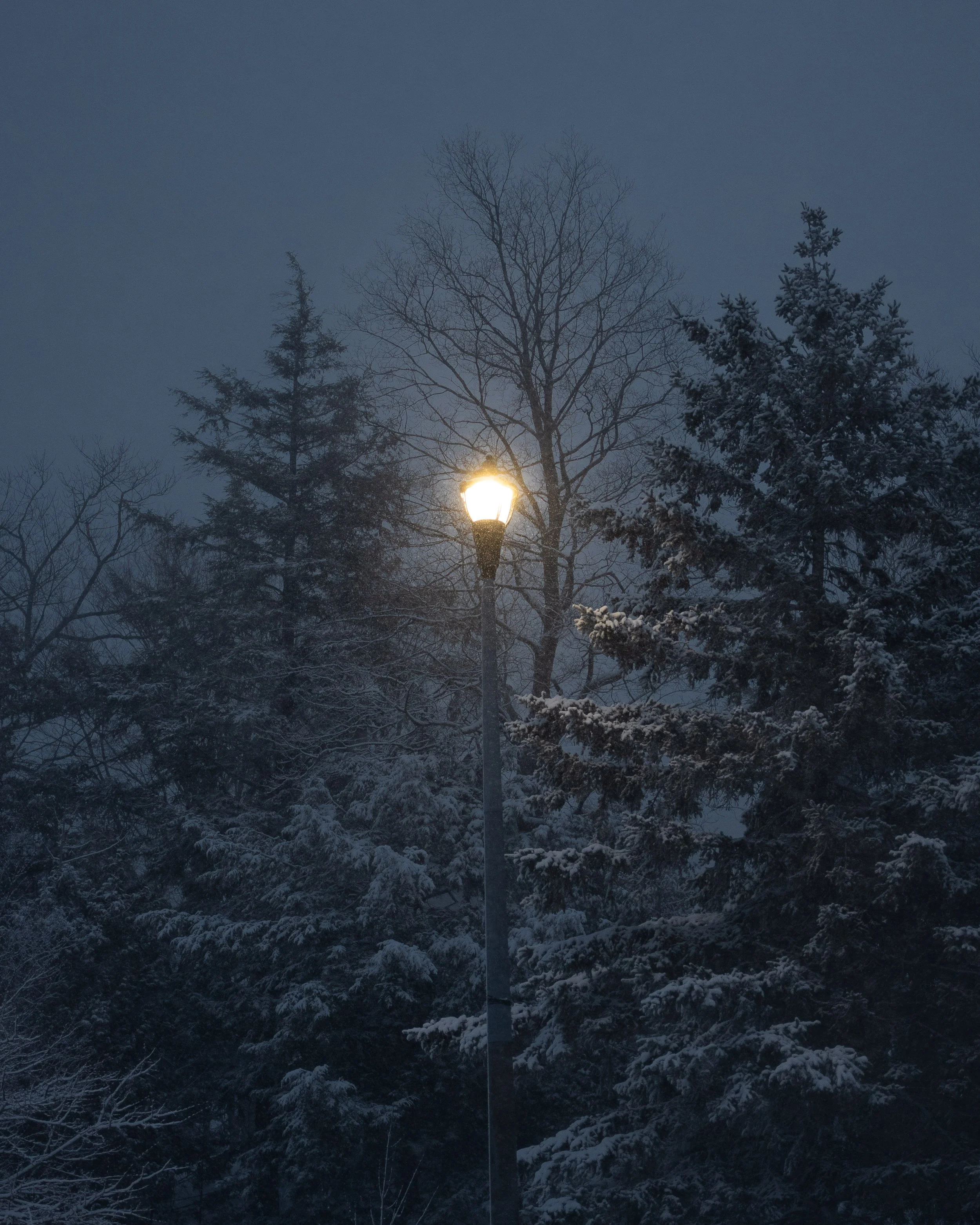 A city streetlamp illuminating snow-covered trees during twilight or early evening, with a dark blue sky and leafless deciduous trees in the background.