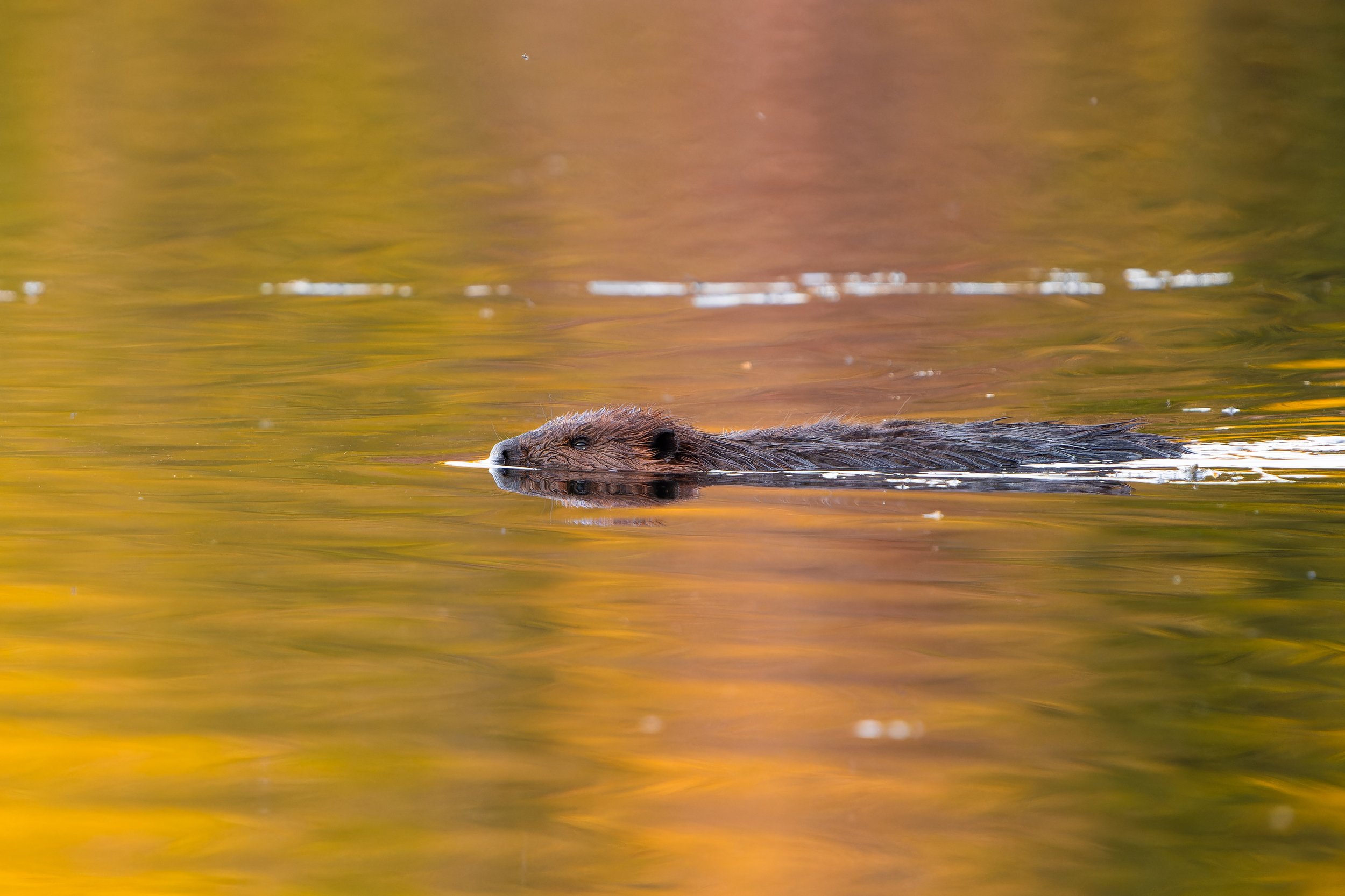 Horizontal image of a beaver swimming in a body of water, with a blurred colorful background indicating trees or foliage.