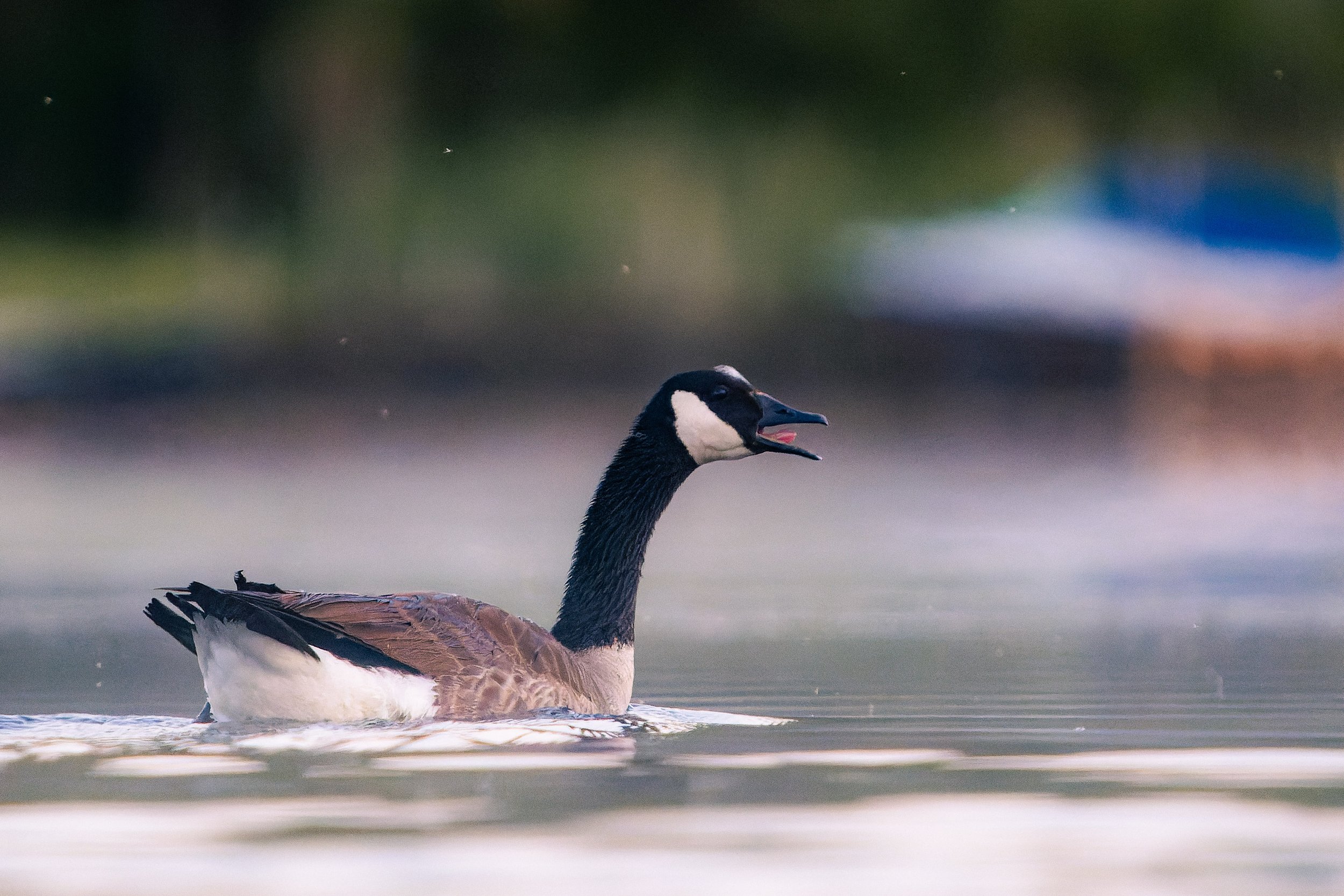 A close-up of a Canada goose swimming in water with a blurred background.