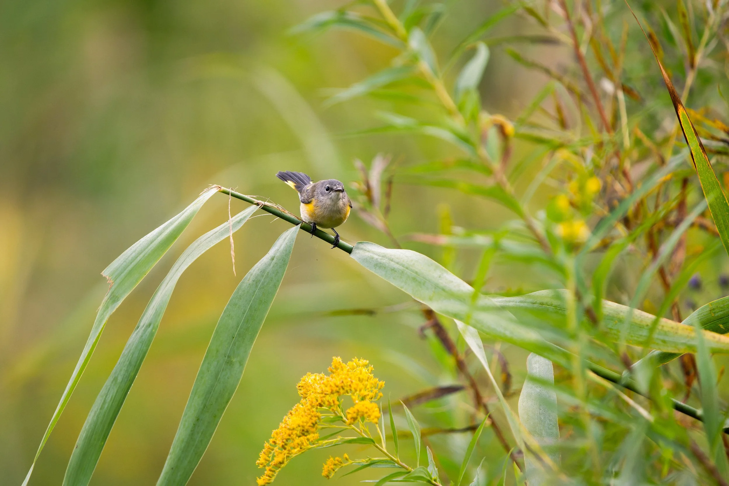 A small bird perched on a stalk amidst green foliage and yellow flowers.
