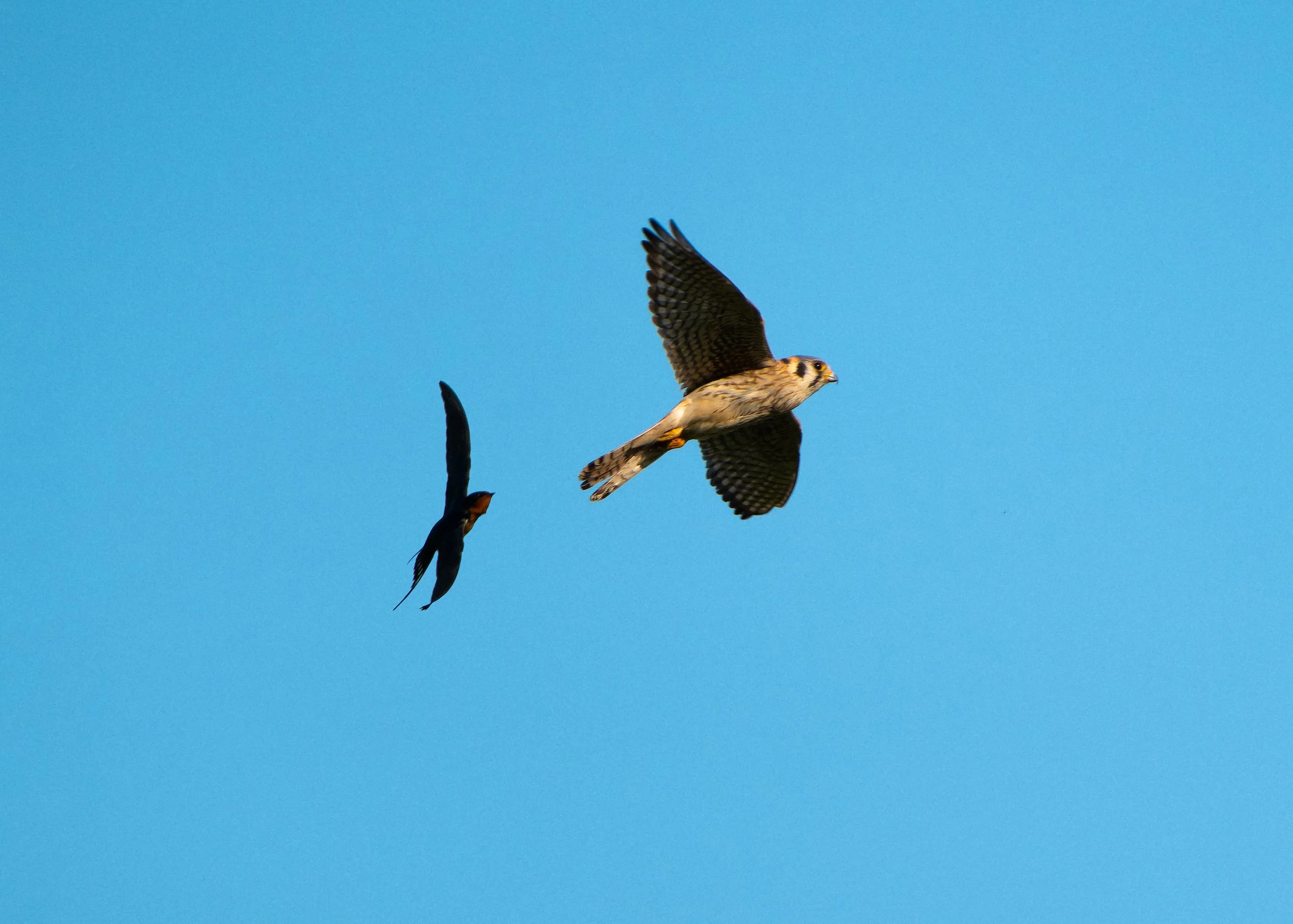 Two birds flying in a clear blue sky, one with its wings spread wide and the other with wings slightly bent.