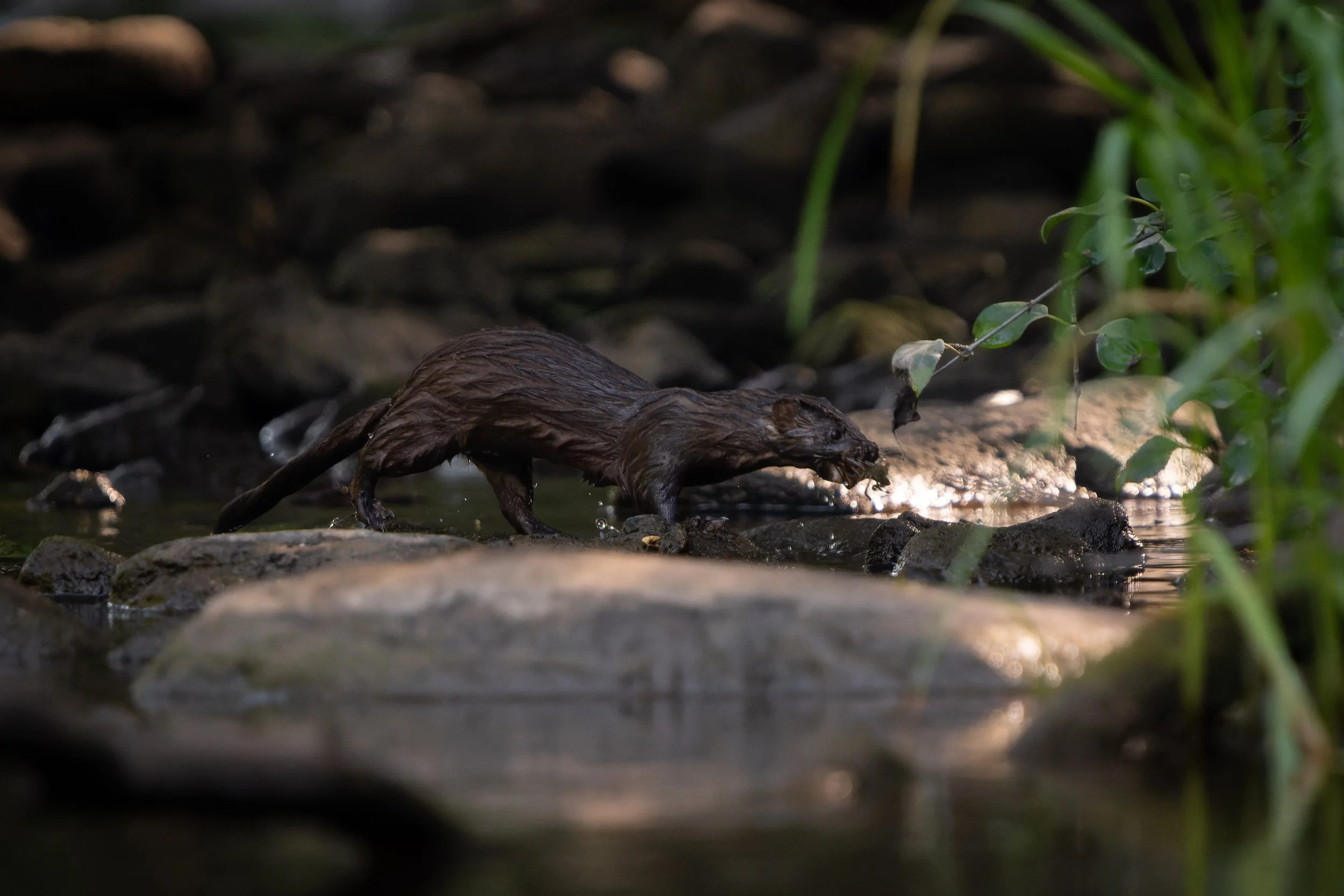 A mink lying on rocks in a shallow stream surrounded by green plants.