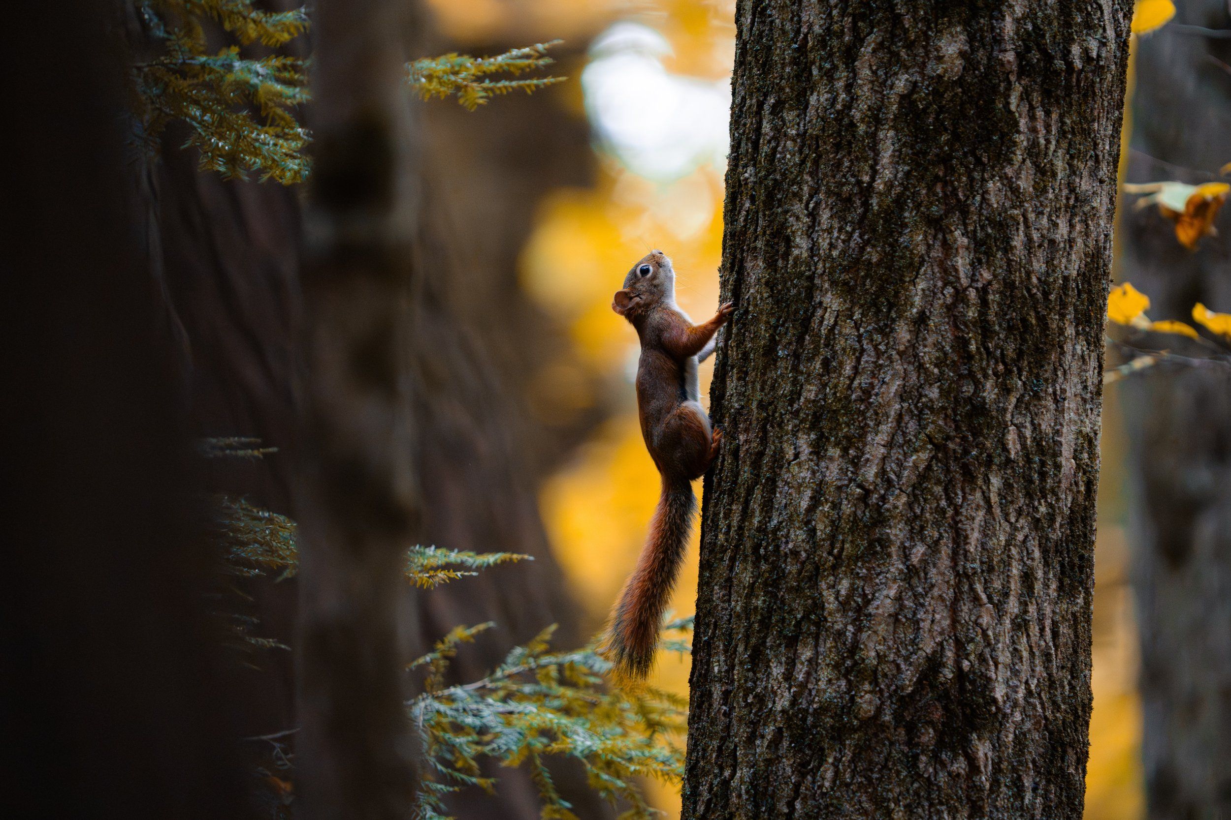 A small red squirrel with a bushy tail climbing a tree trunk in a forest with yellow and green leaves.