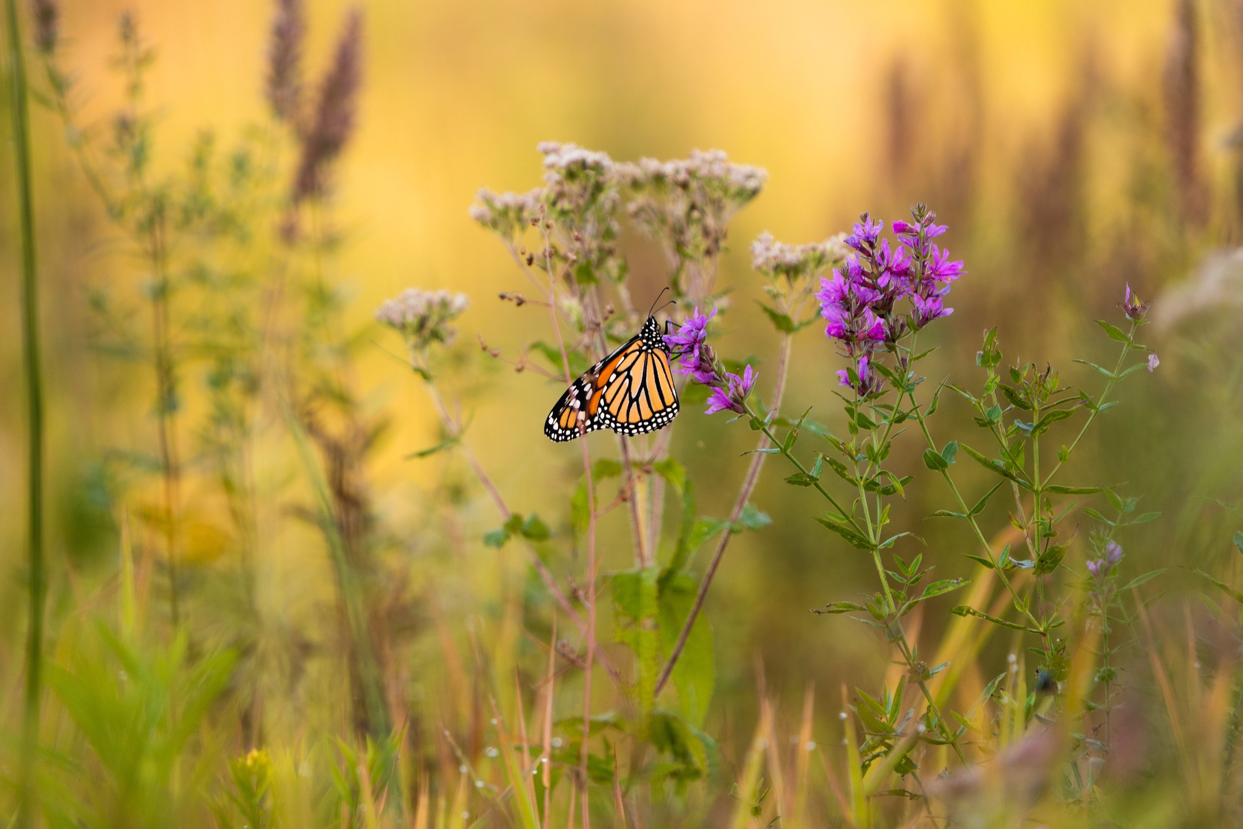 A monarch butterfly perched on a purple wildflower in a field with green and yellow foliage.