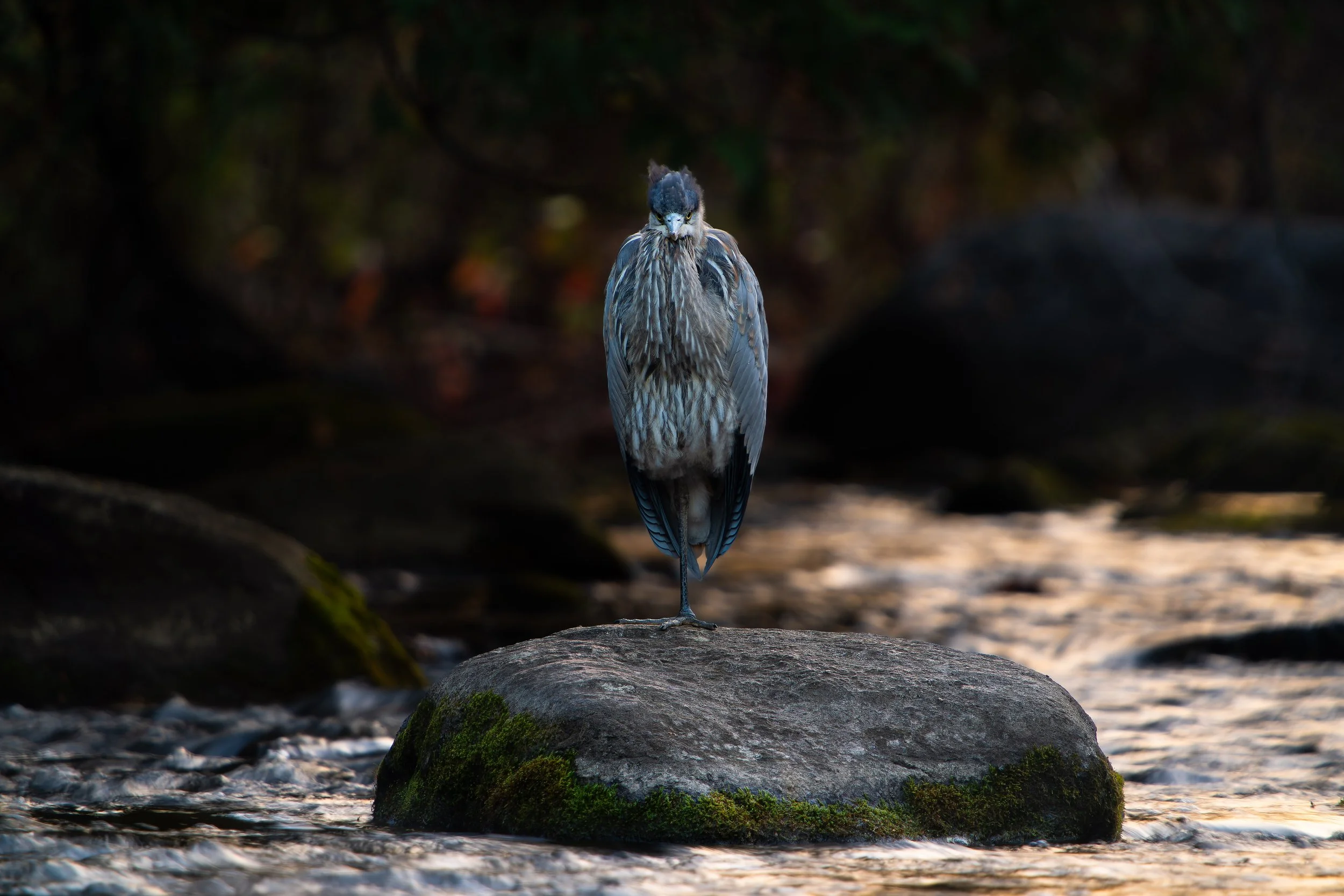 A heron stands on a rock in a shallow stream, surrounded by a dark, forested background with soft natural lighting.