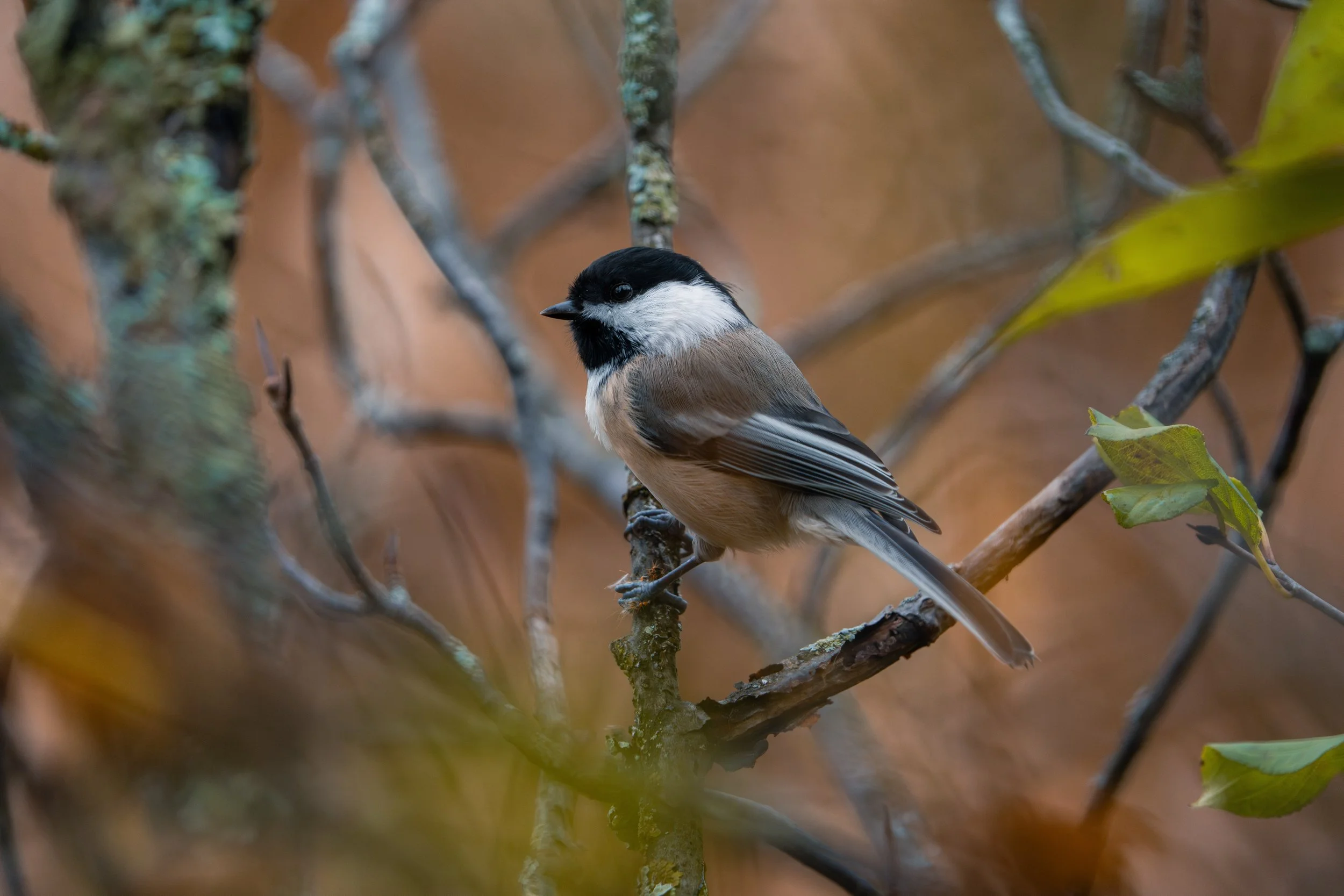 A small bird with black and white head and brown body perched on a branch among tree twigs and yellow-green leaves.