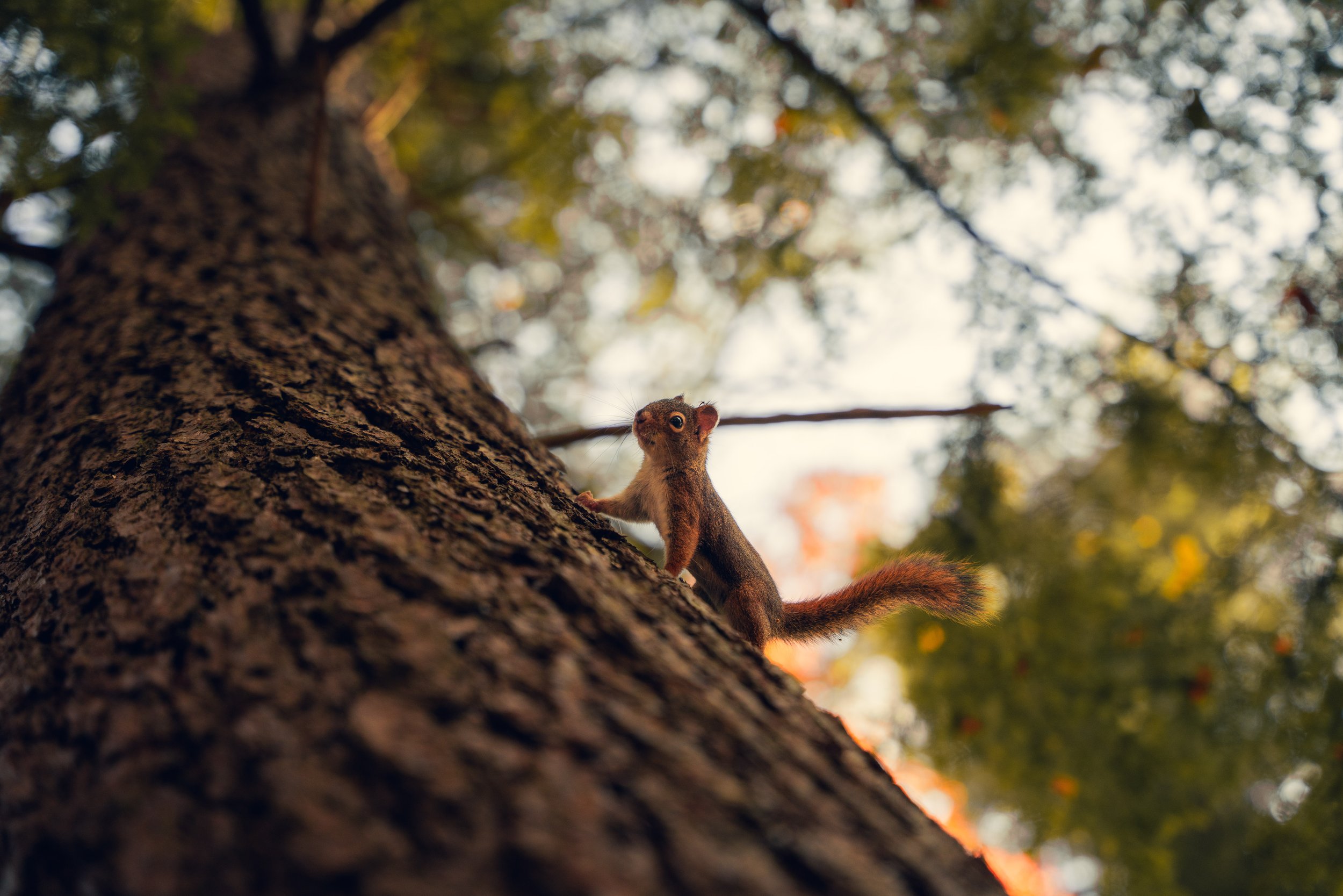 Close-up of a squirrel climbing a tree trunk with a background of blurred leaves and sky