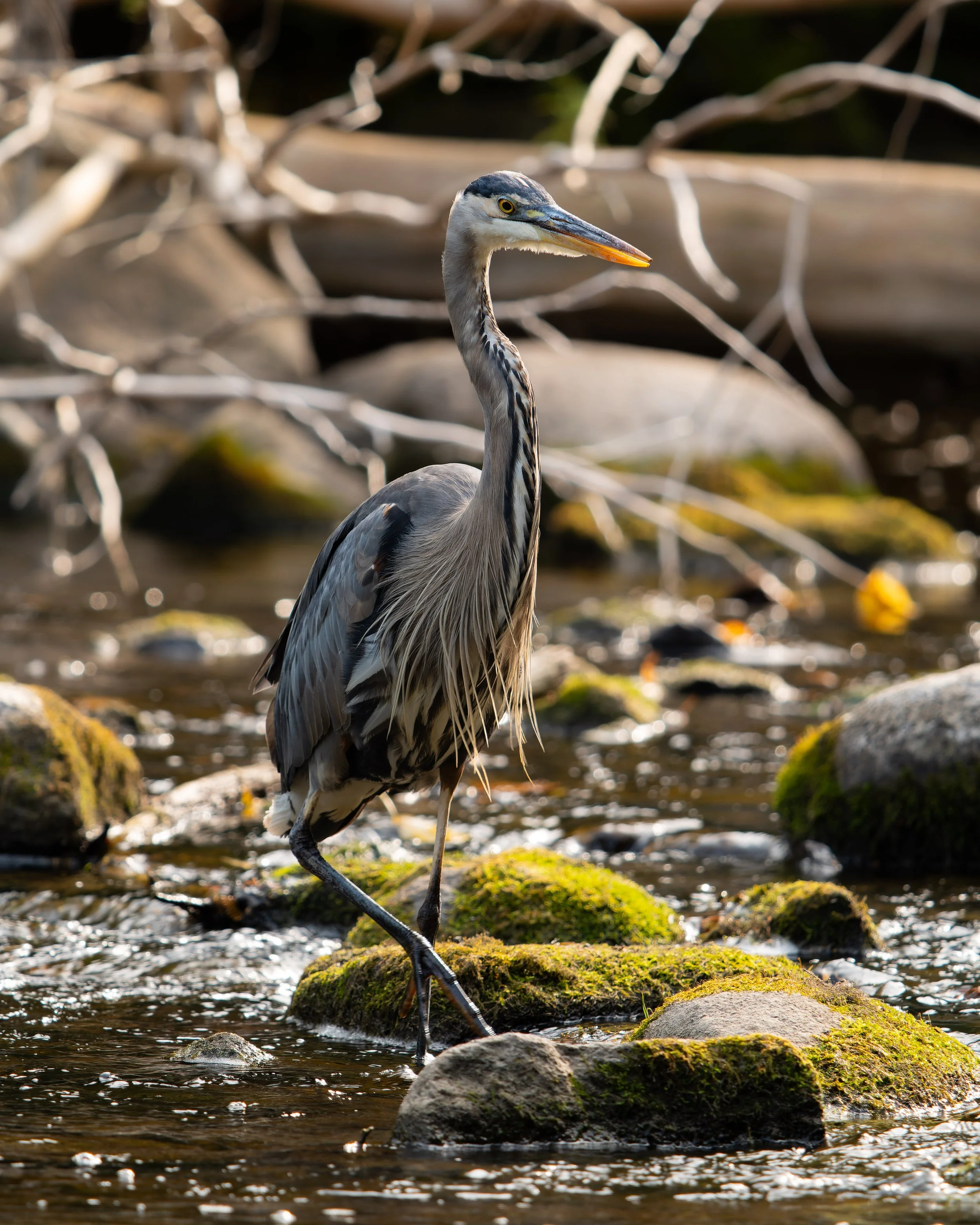 A heron standing in a shallow stream among moss-covered rocks and fallen branches, with a blurred background of natural trees and water.
