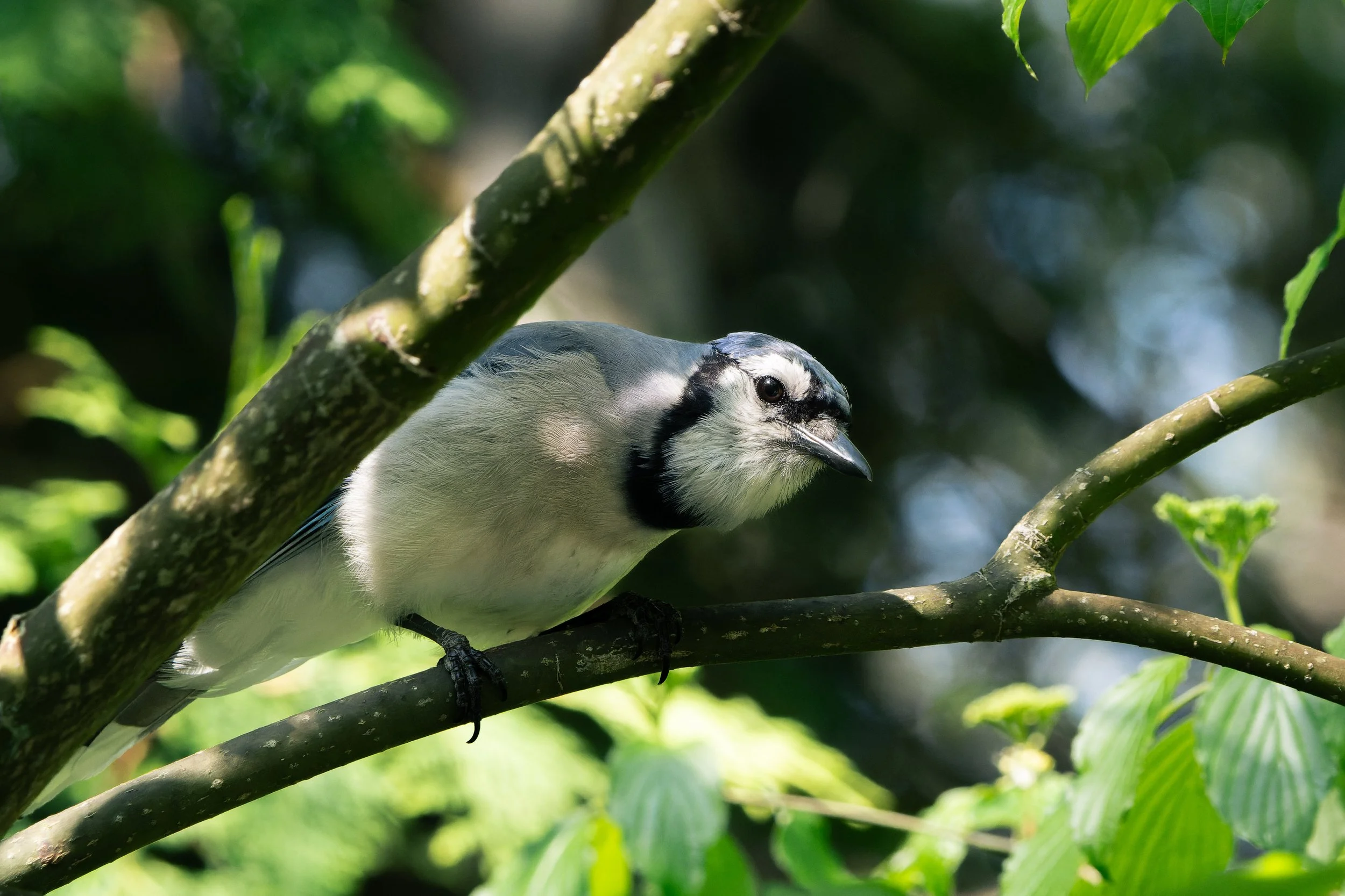 A small bird with black and white markings perched on a tree branch among green leaves.