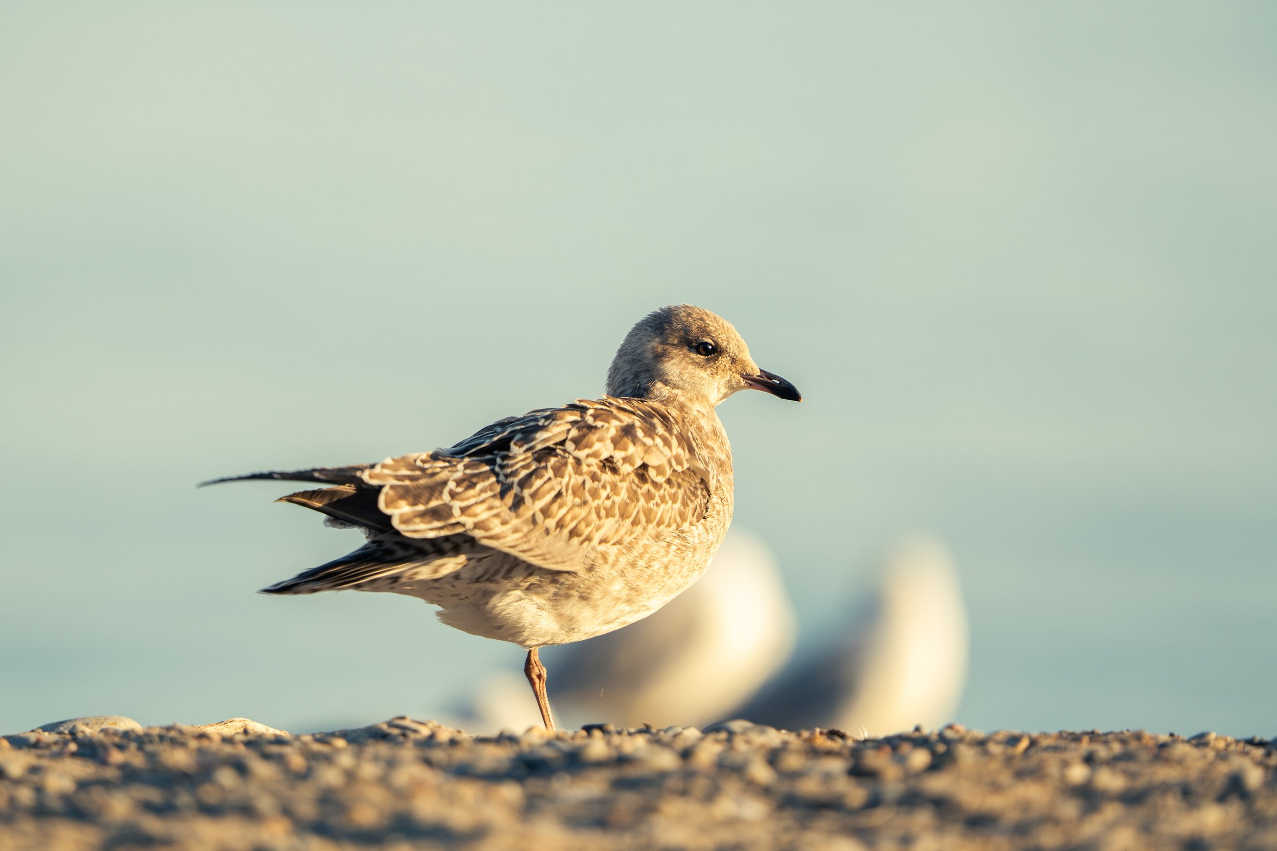 A bird standing on a rocky surface with one leg up, against a soft, blurred background with pale sky and distant water or shoreline.